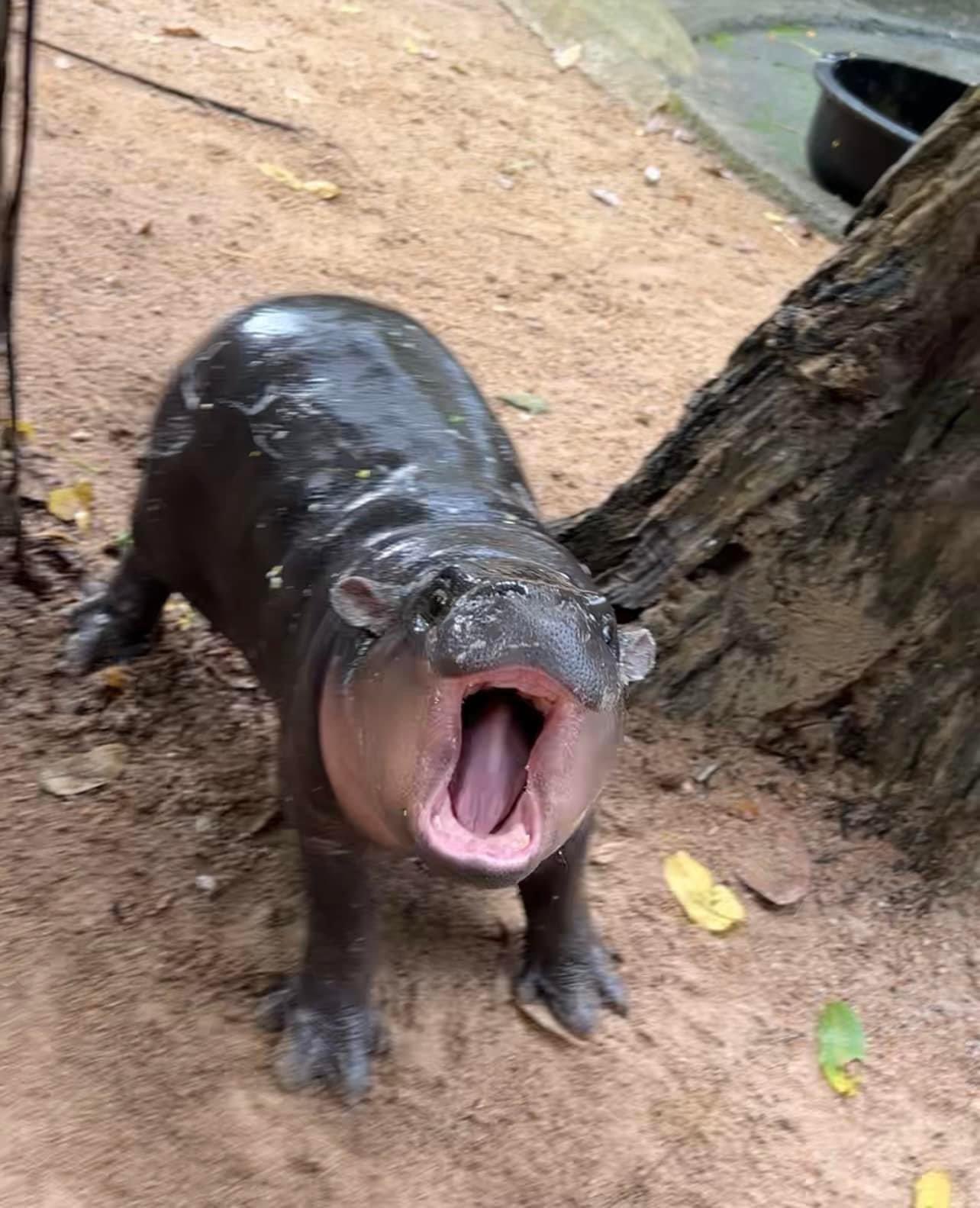 moo deng the pygmy hippo