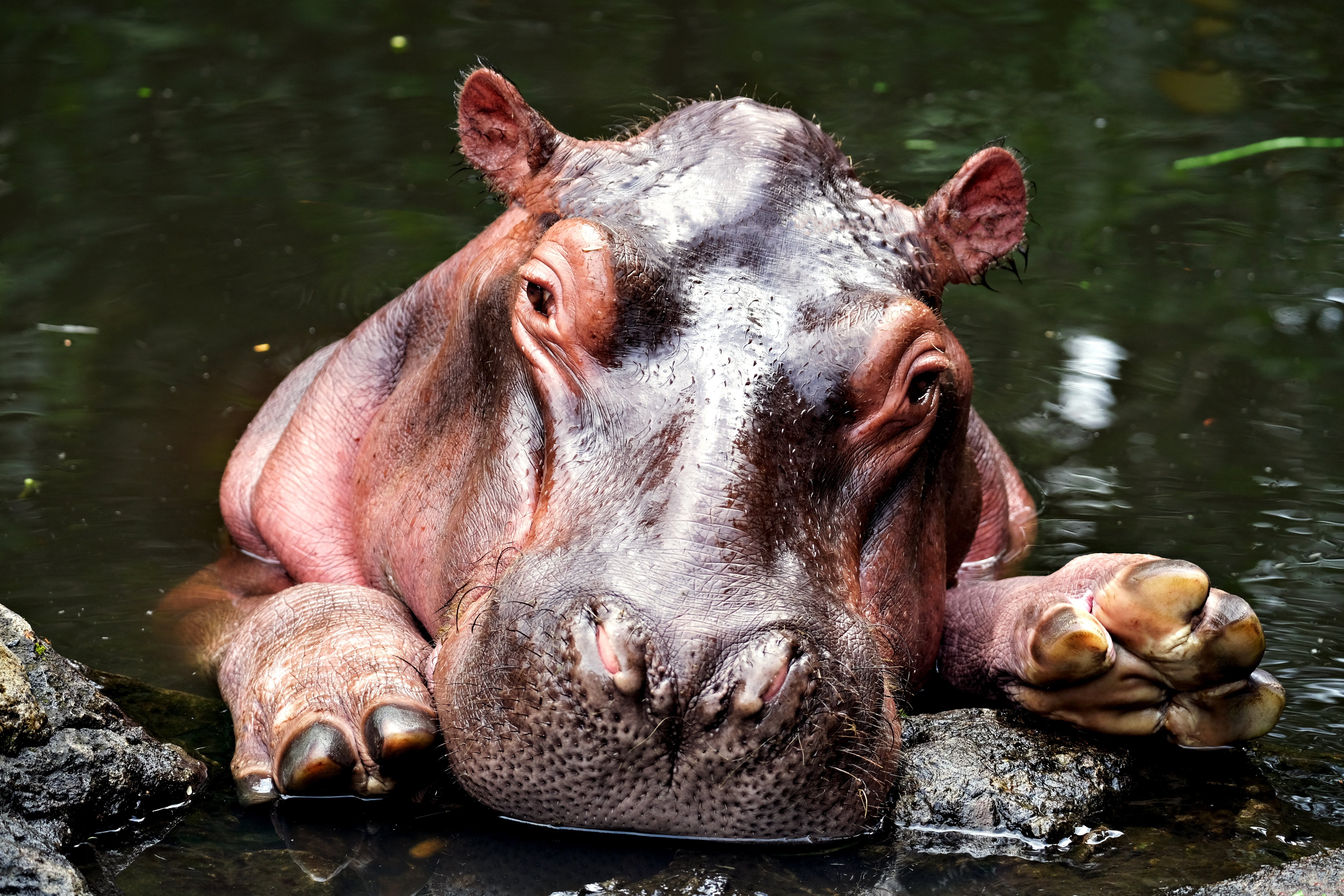 Download Animal Hippo 4k Ultra HD Wallpaper
