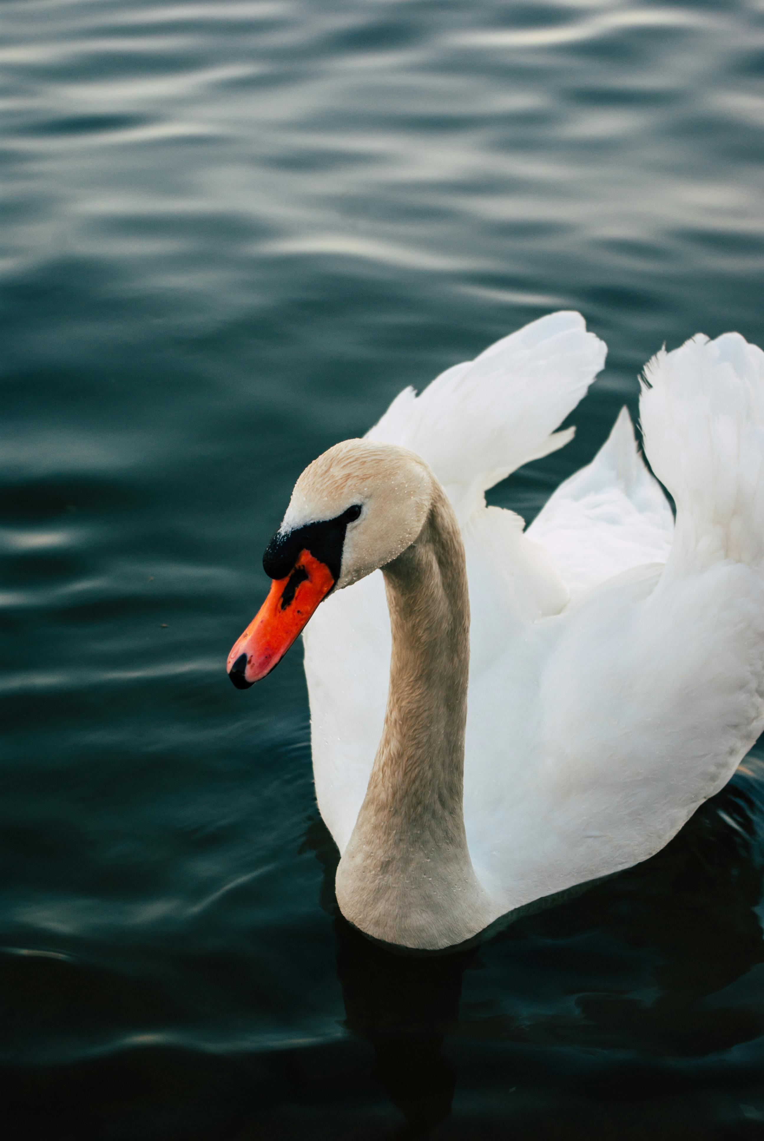 White Swan Photo, Download The BEST