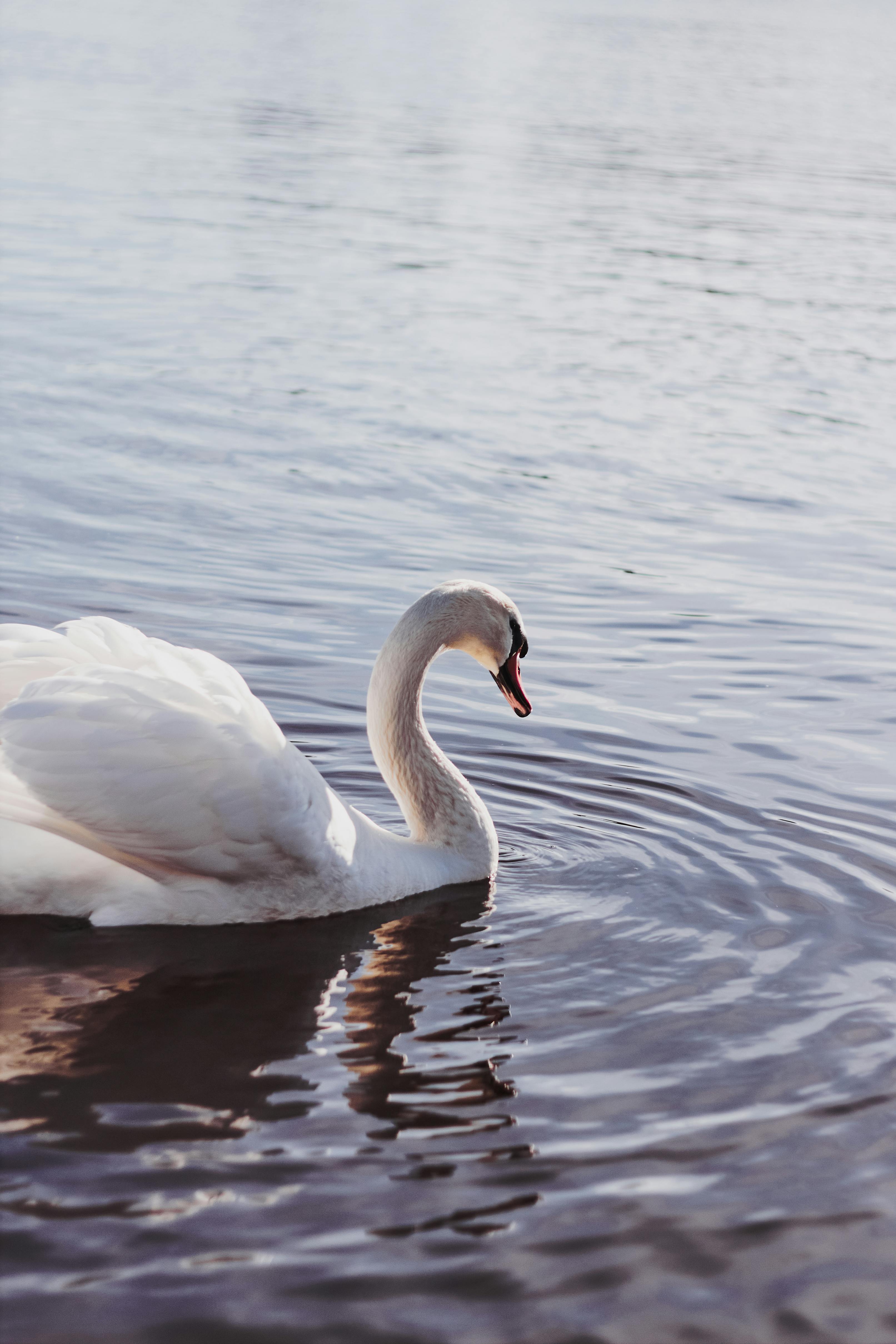White Swan Photo, Download The BEST