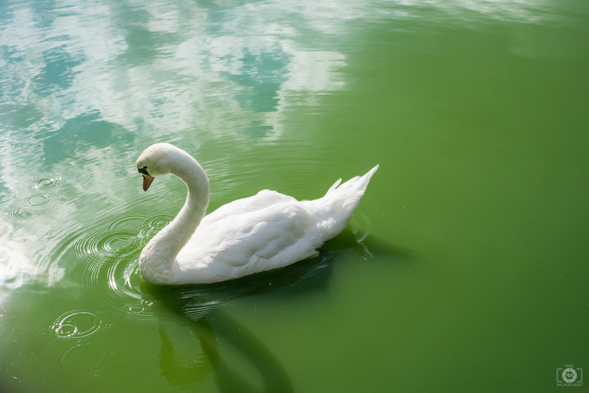 Beautiful White Swan Background