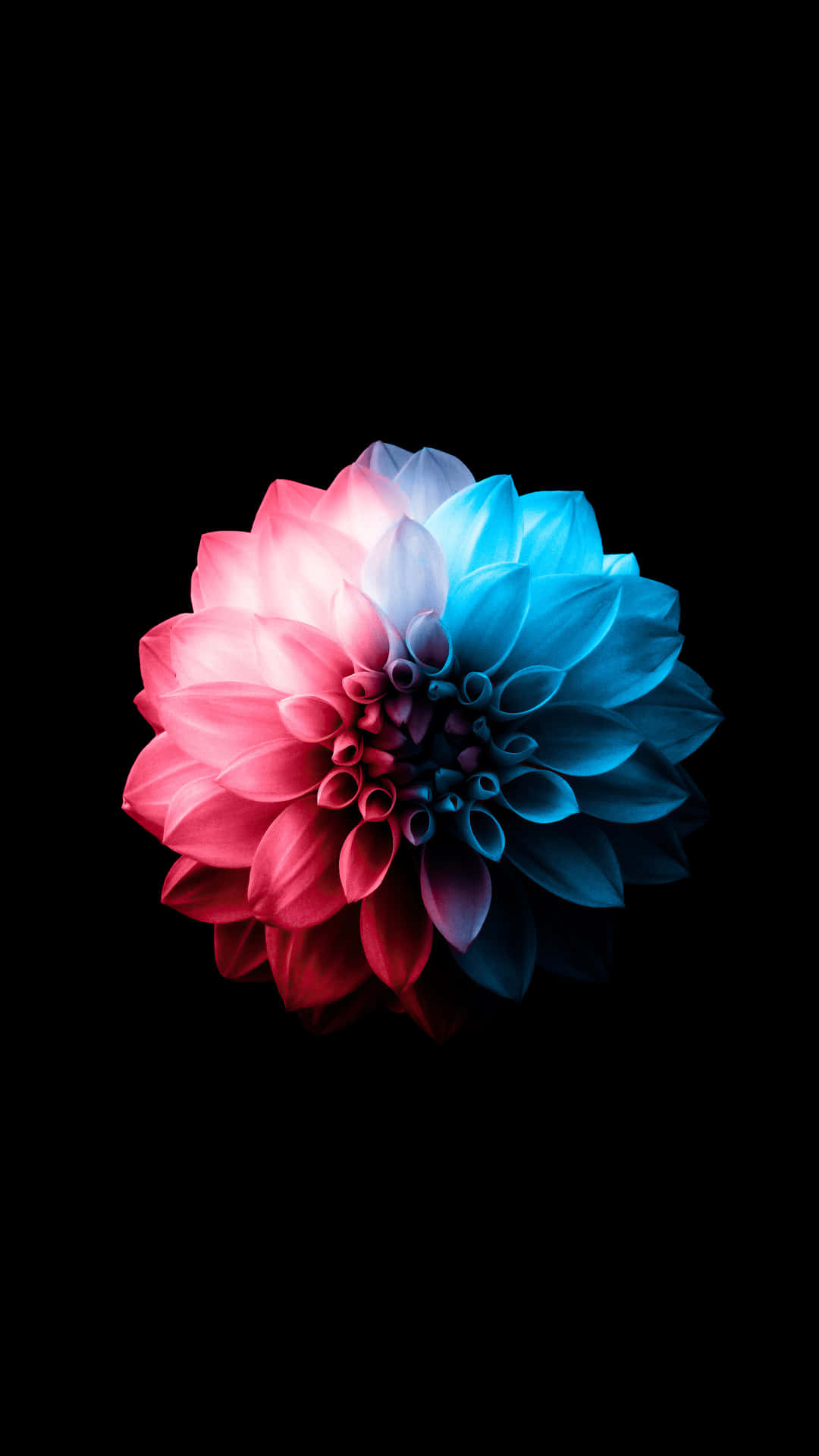 Bold Android OLED Wallpaper