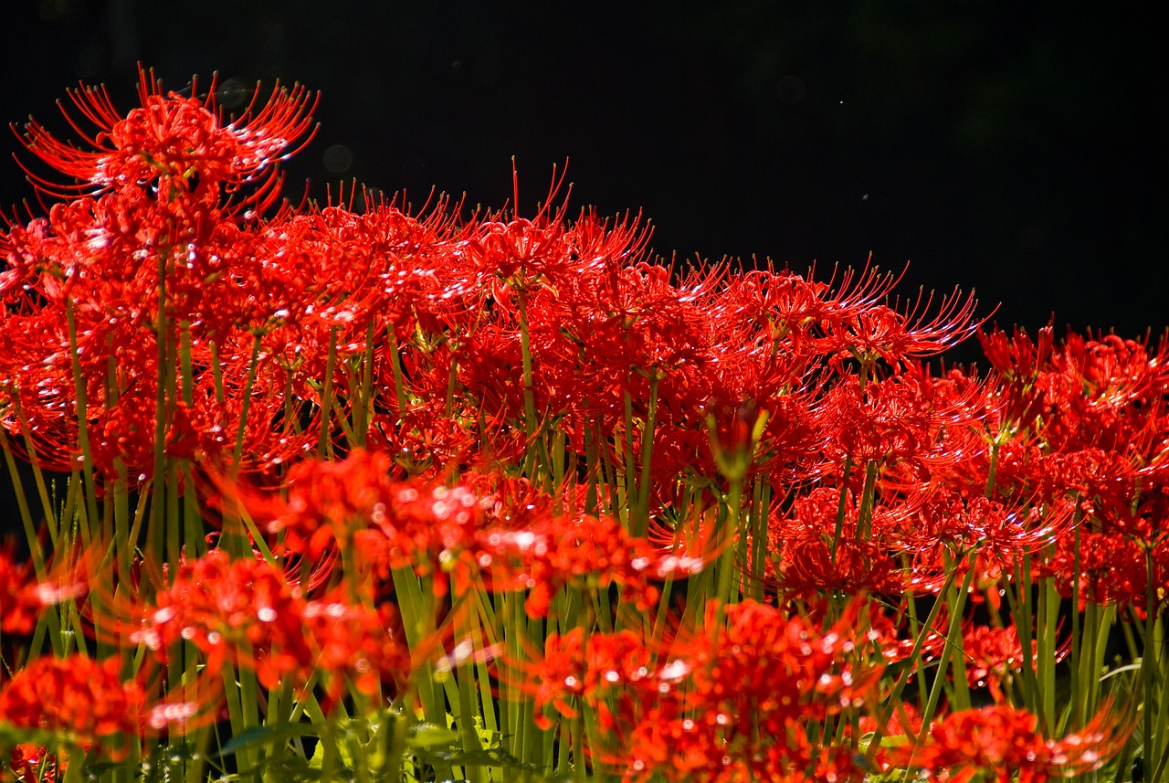 Free Red Spider Lilies & Nature Image