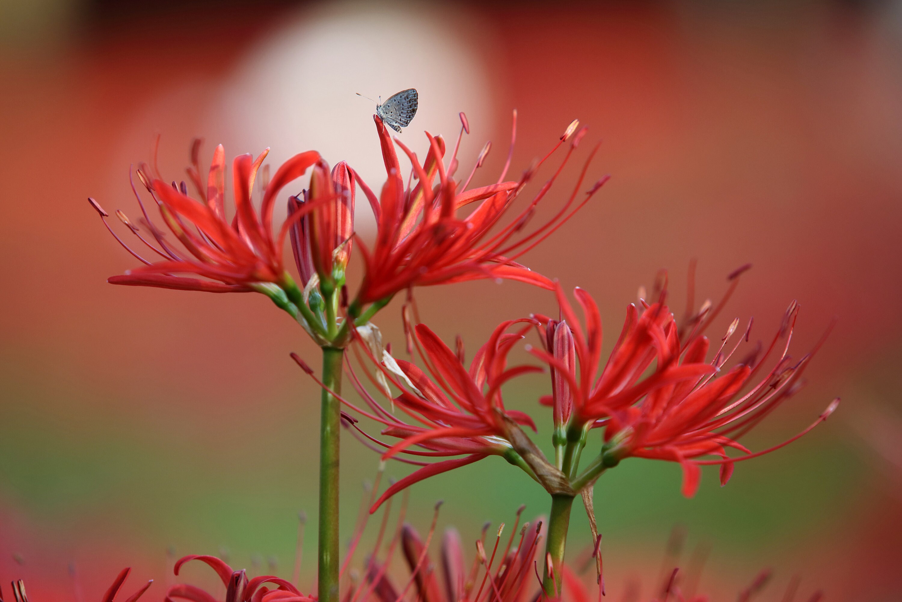 Red Spider Lily Digital Download Photo