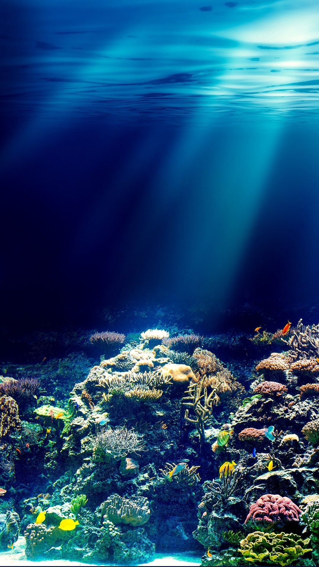Coral Sea Wallpaper