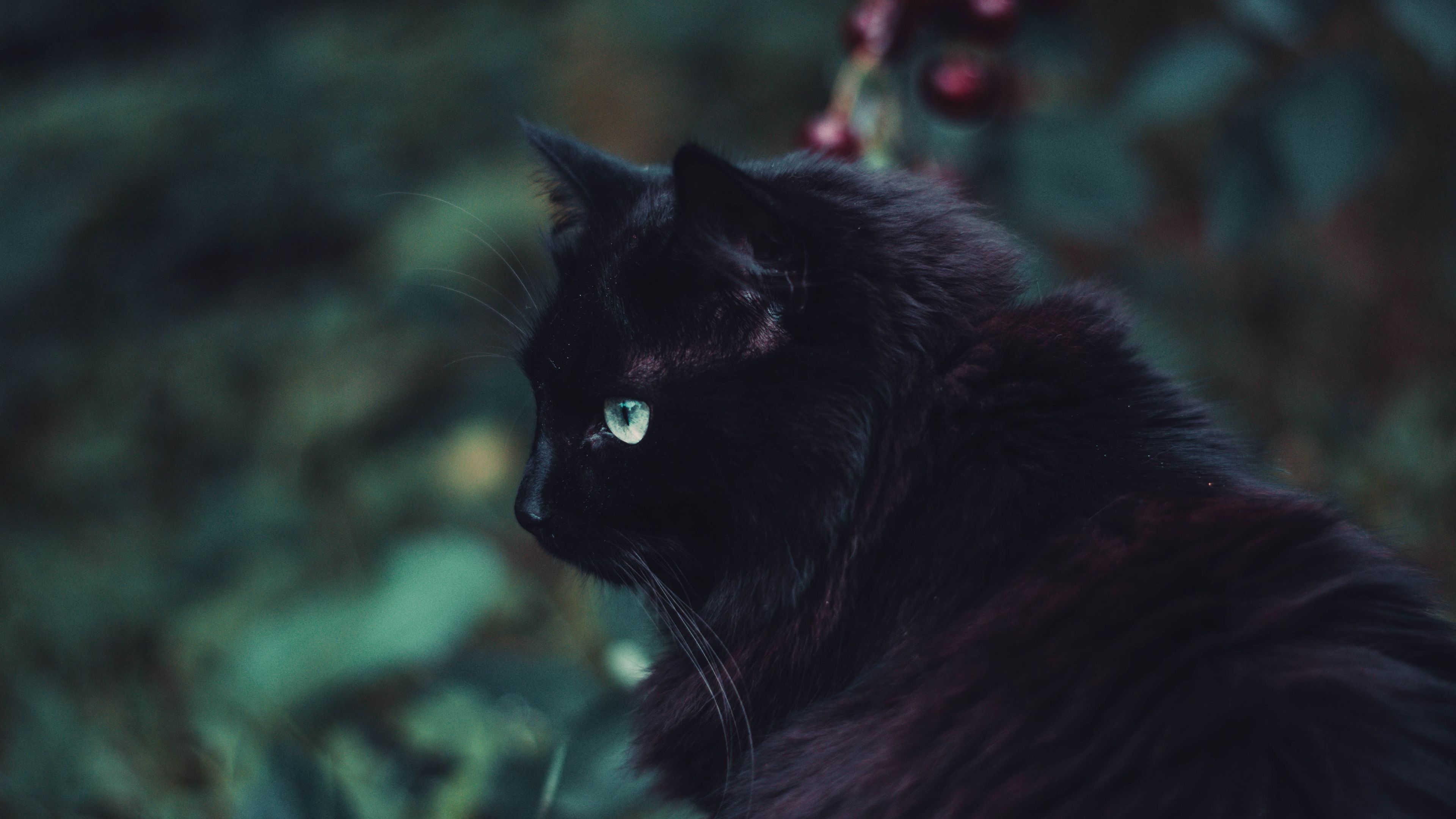 black cat, cat, fluffy, sight 4k uhd