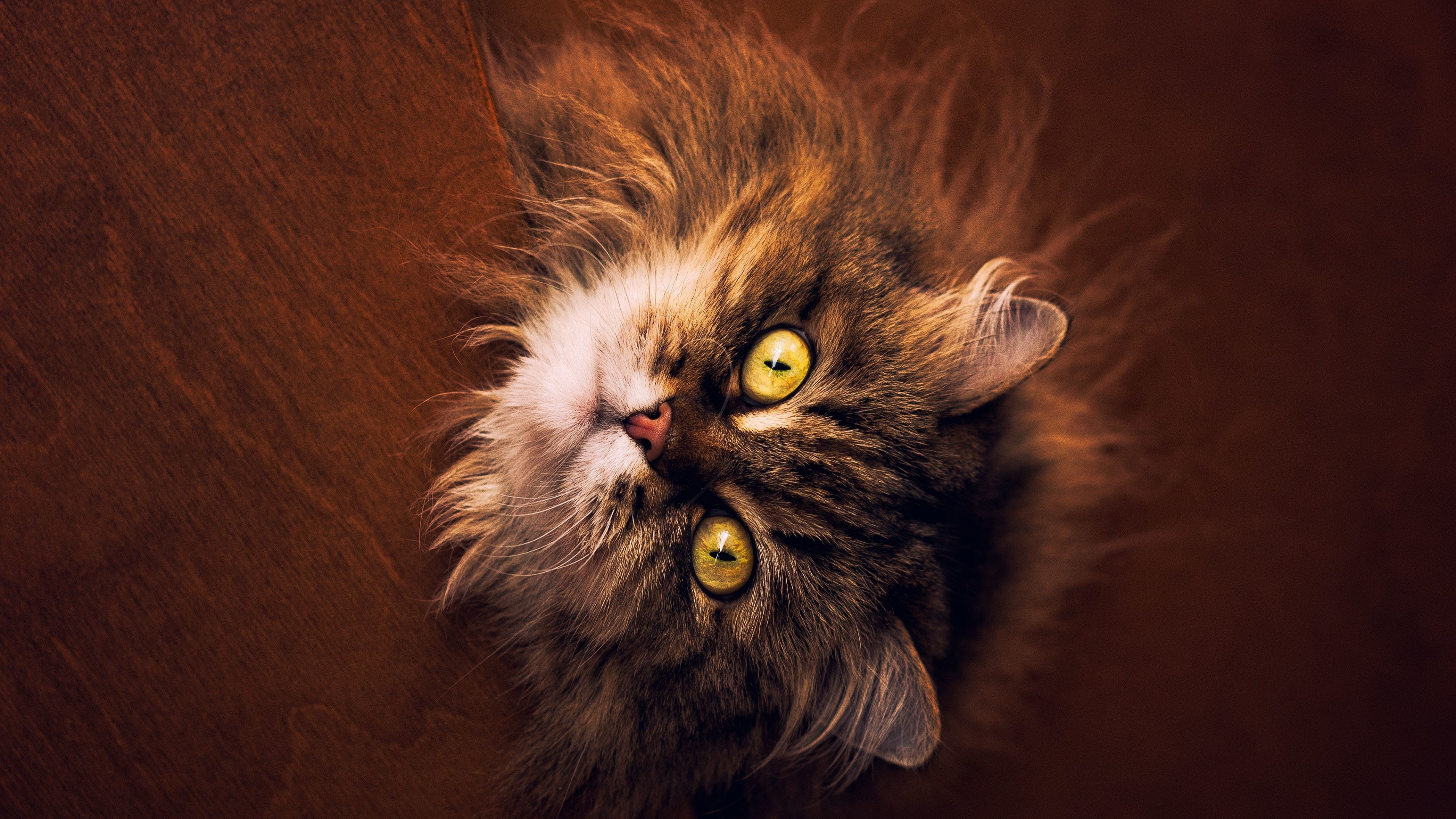 Download wallpaper 3840x2160 cat