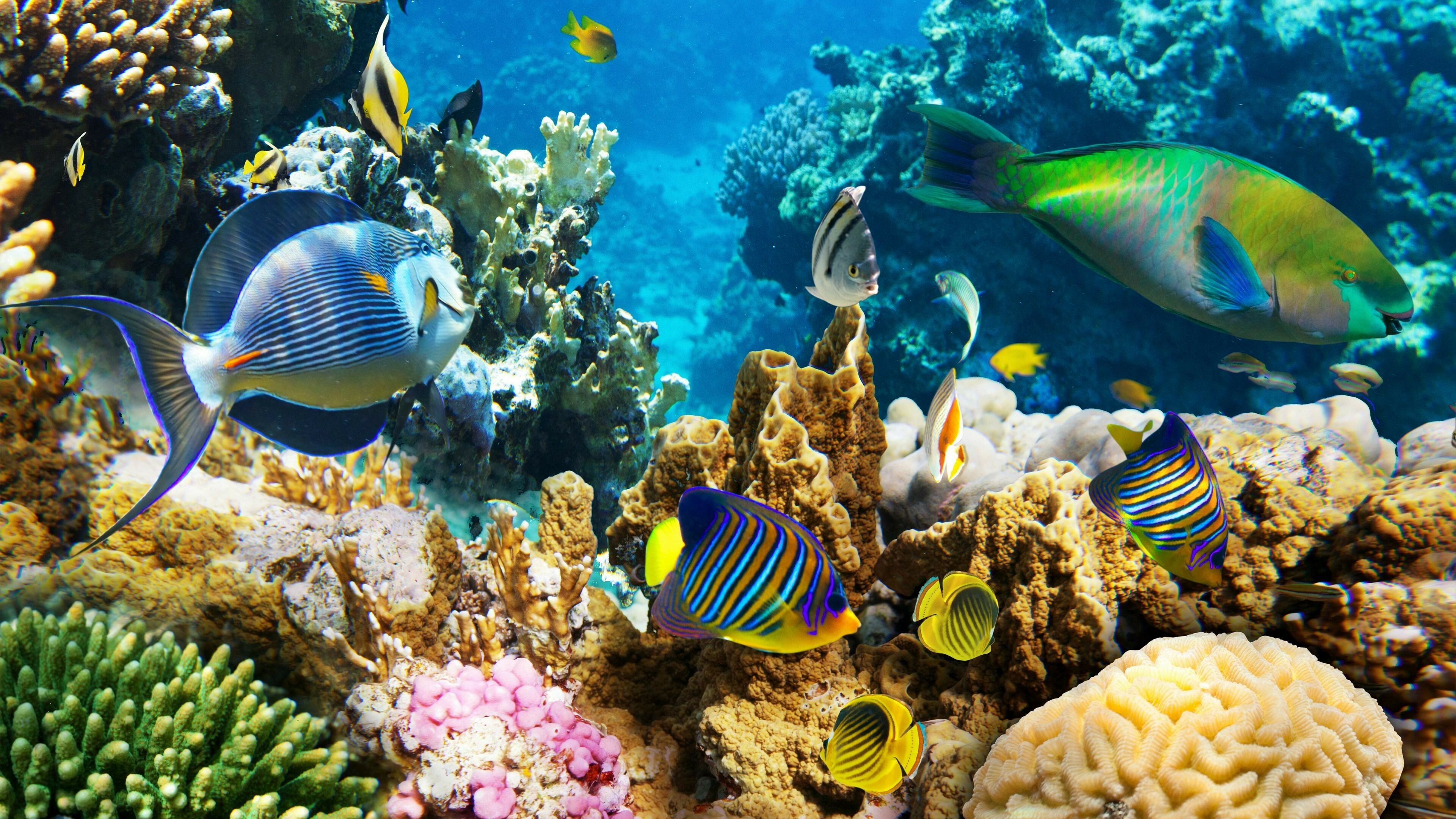 Great Barrier Reef Wallpaper