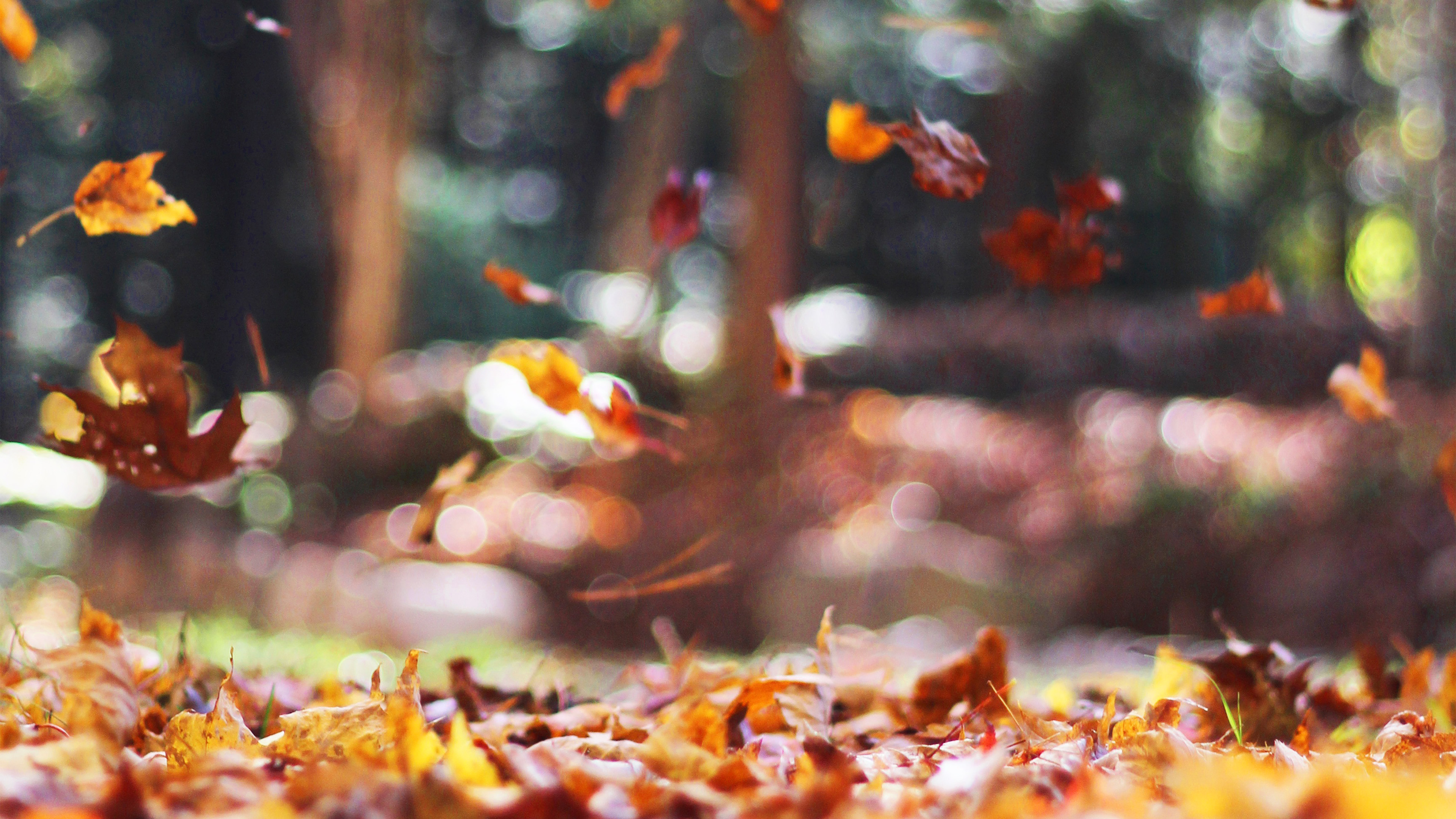 Fall Leaves Nature Tree Year Sad