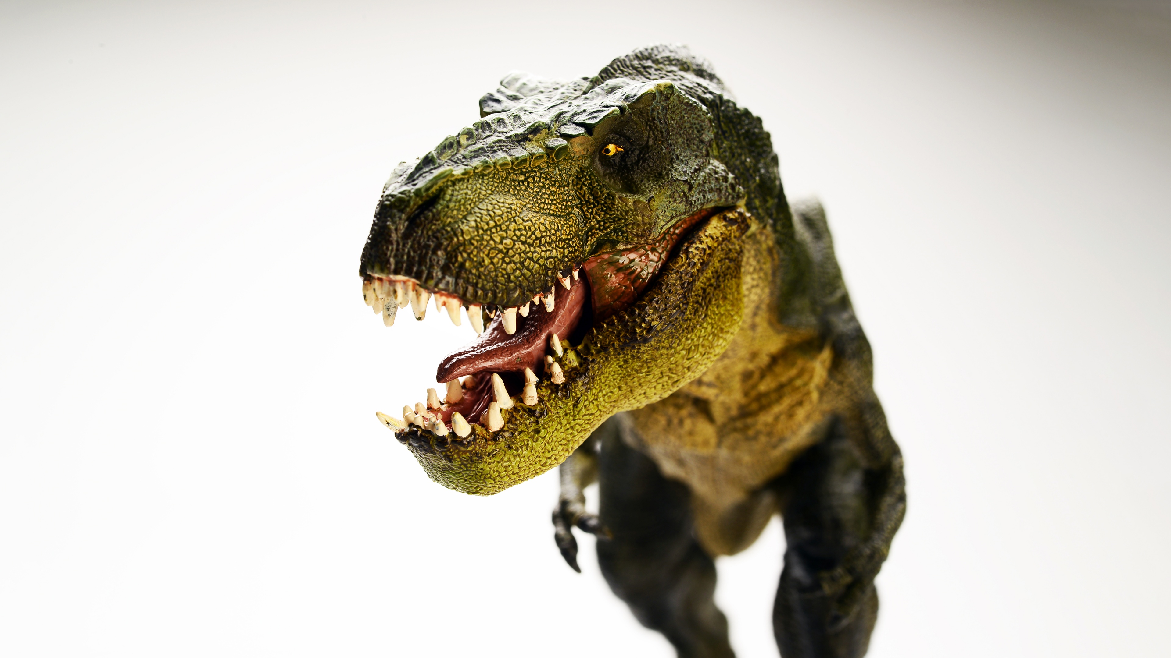 T Rex Wallpaper 4K, Dinosaur, 5K, 8K