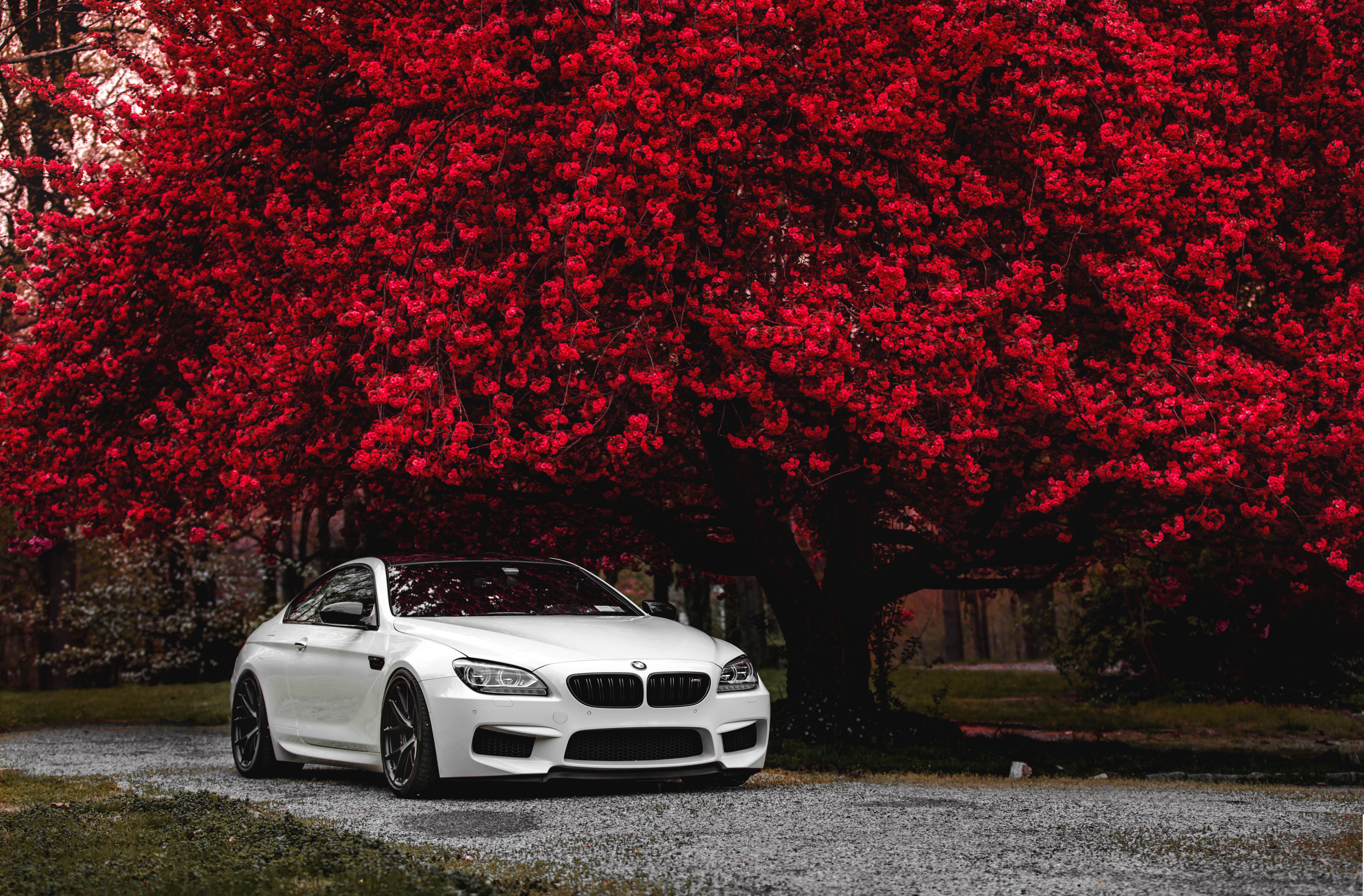 Vehicle BMW M6 4k Ultra HD Wallpaper
