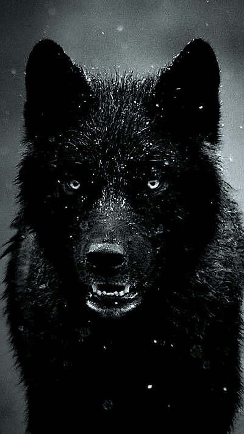 Download A Black Wolf Is Standing