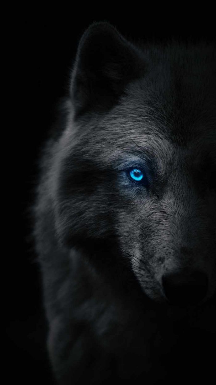 Wolf wallpaper