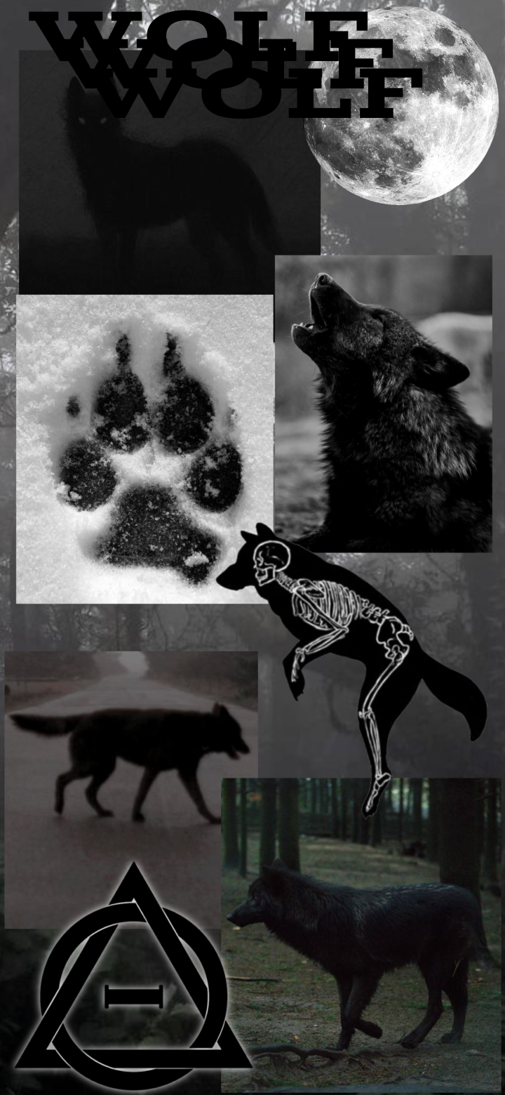 Black wolf wallpaper