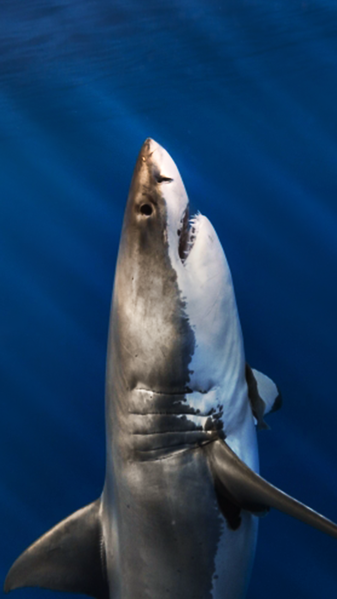 Great White Shark Wallpaper iPhone 12