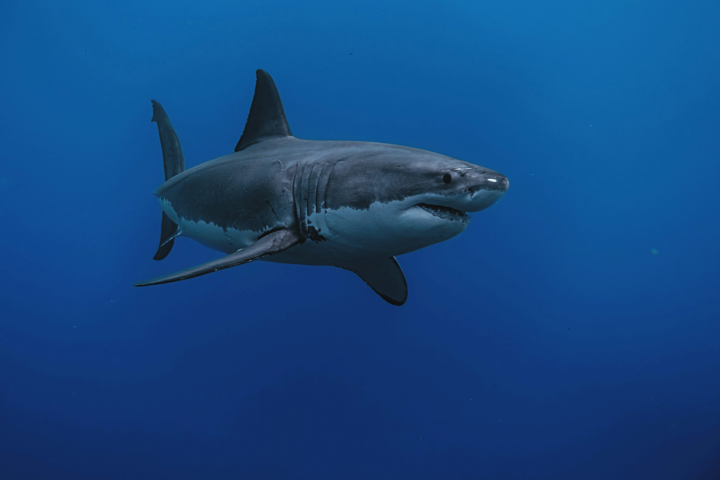 Great White Shark Picture HD