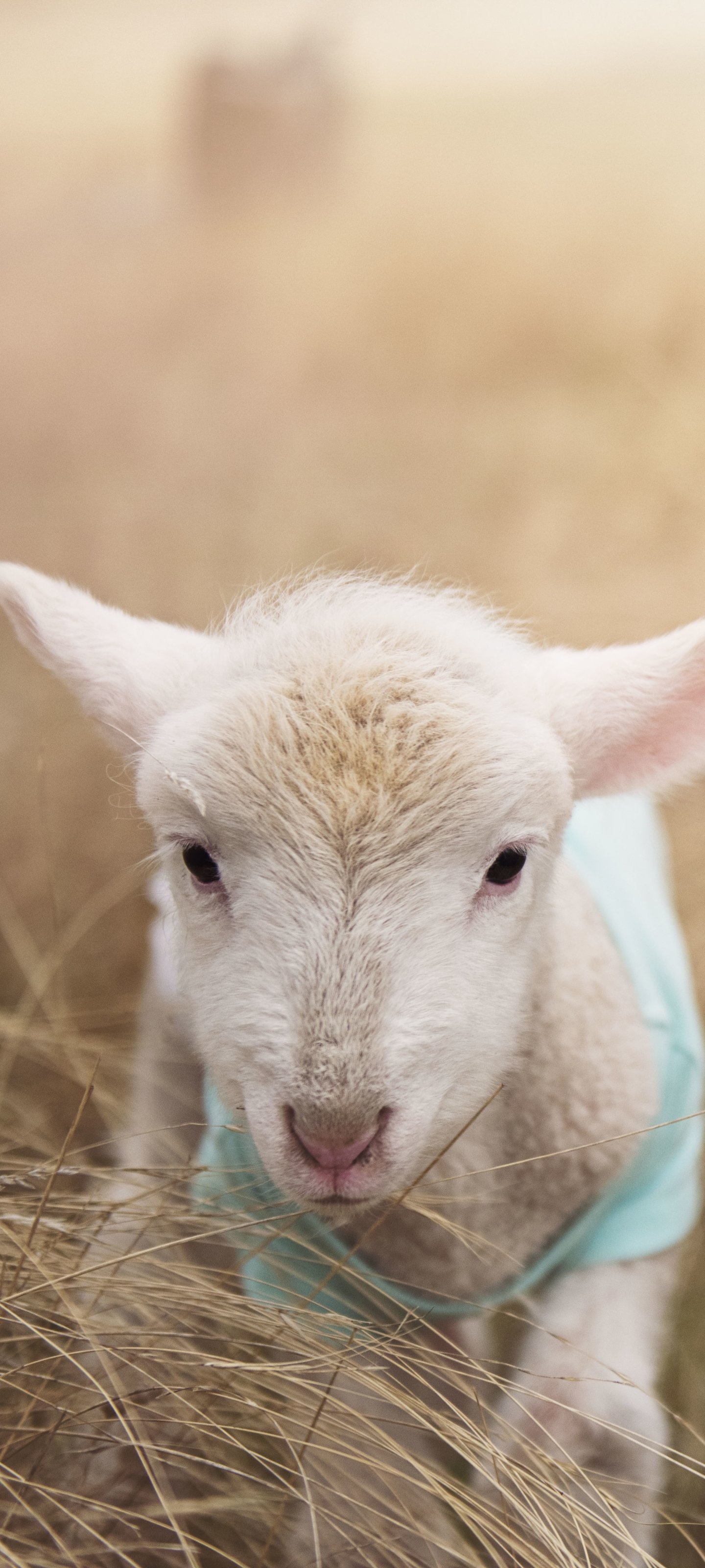 Sheep Wallpaper
