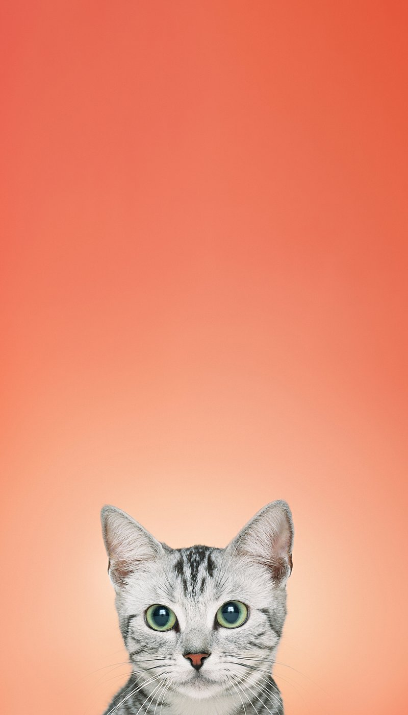 British Shorthair cat iPhone wallpaper