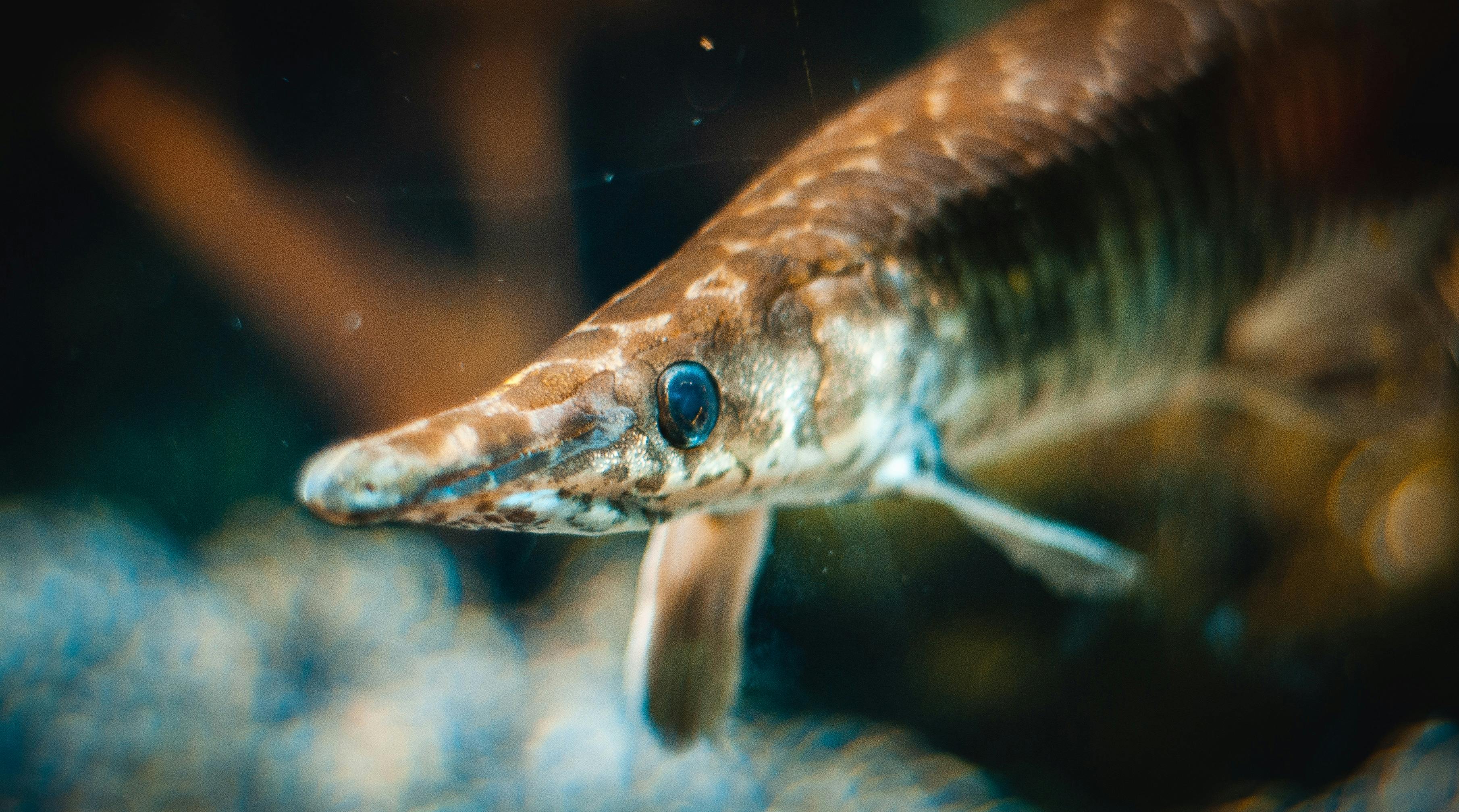 Alligator Fish & HD Image