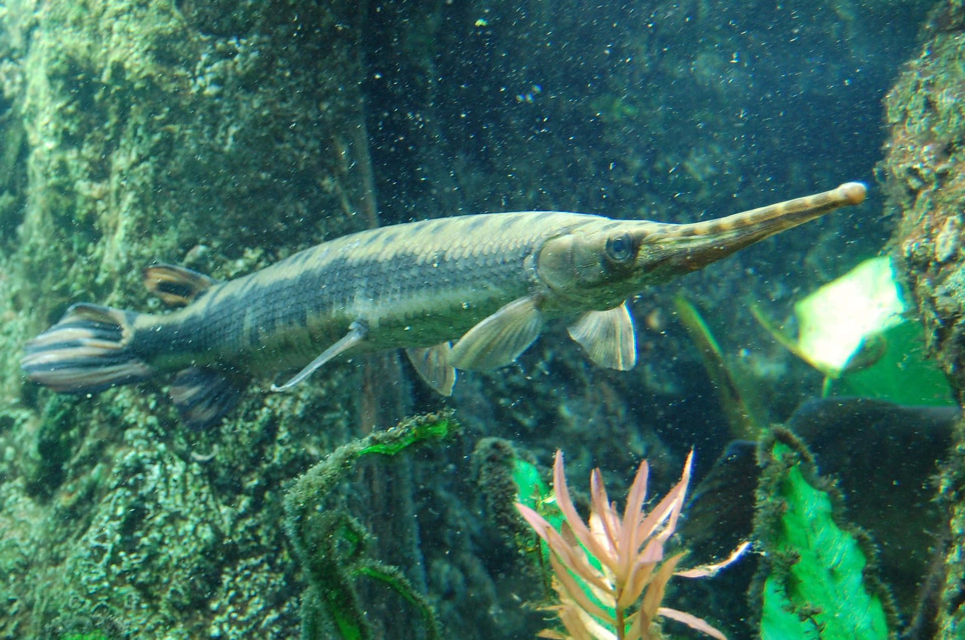 Gar Fish Picture
