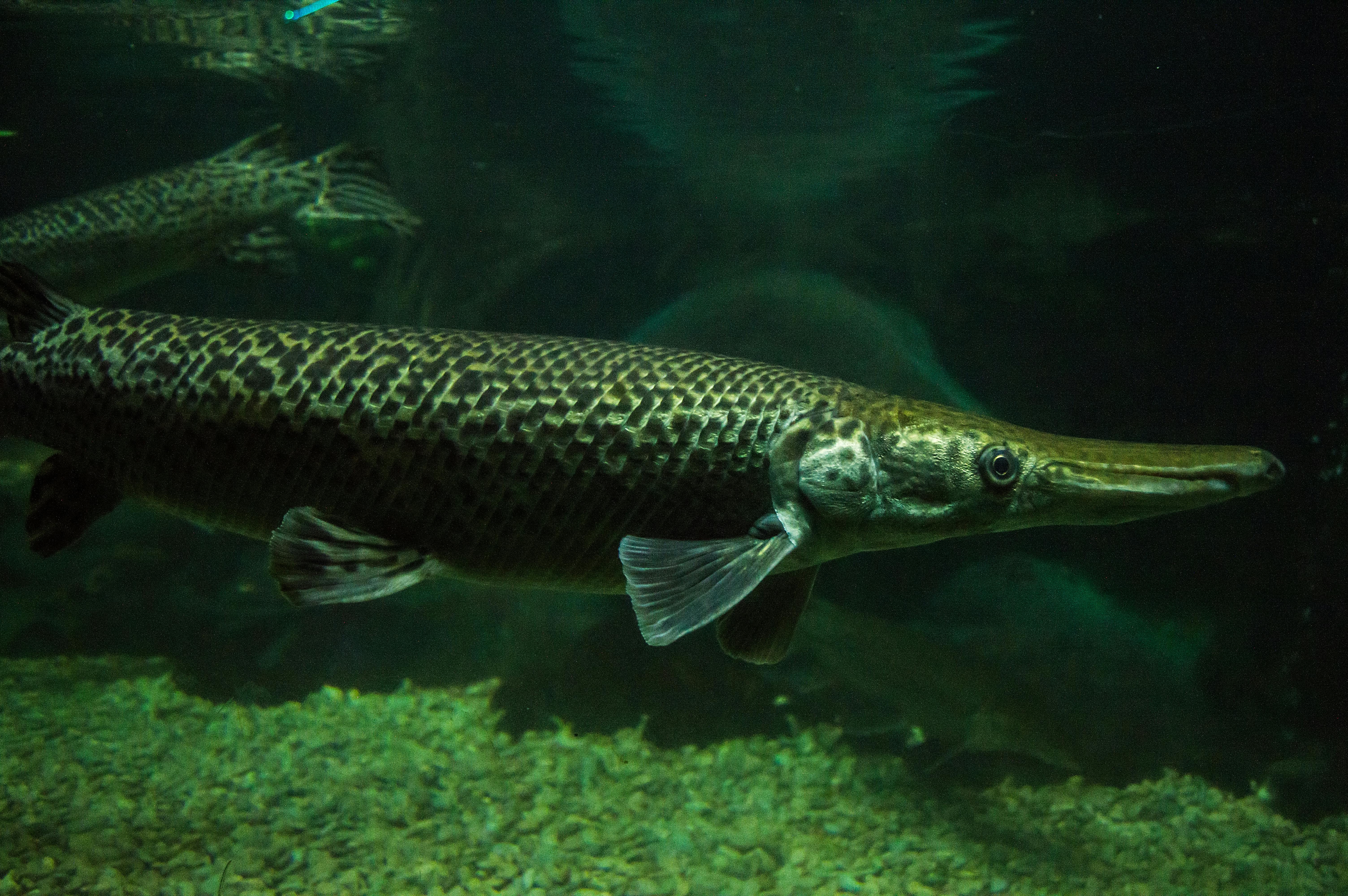 Alligator Fish & HD Image