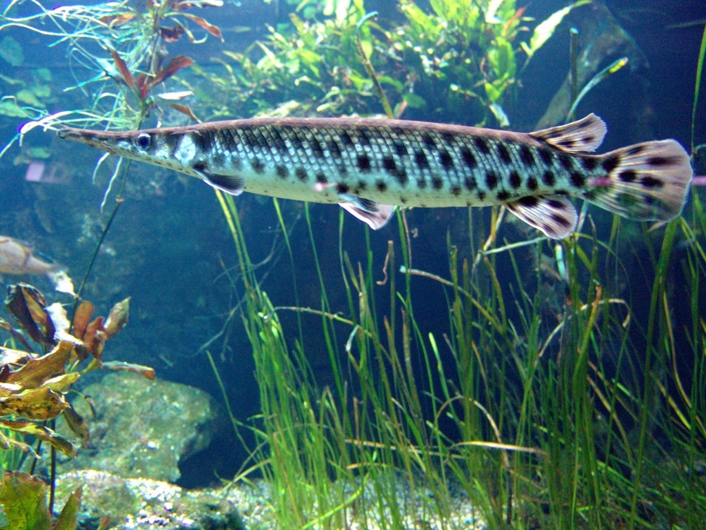 Spotted Gar Fishes of the Upper Green