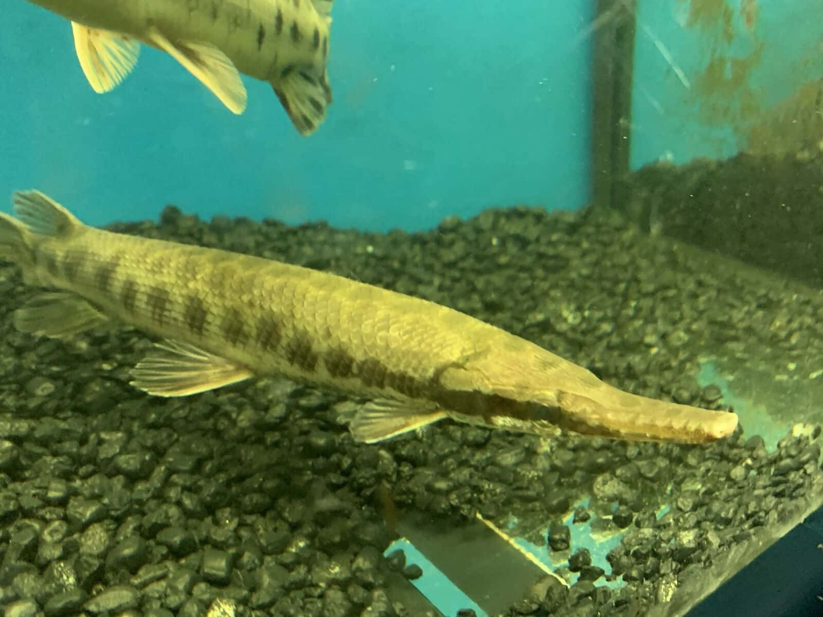 Colorful Lurker: A Majestic Gar Fish