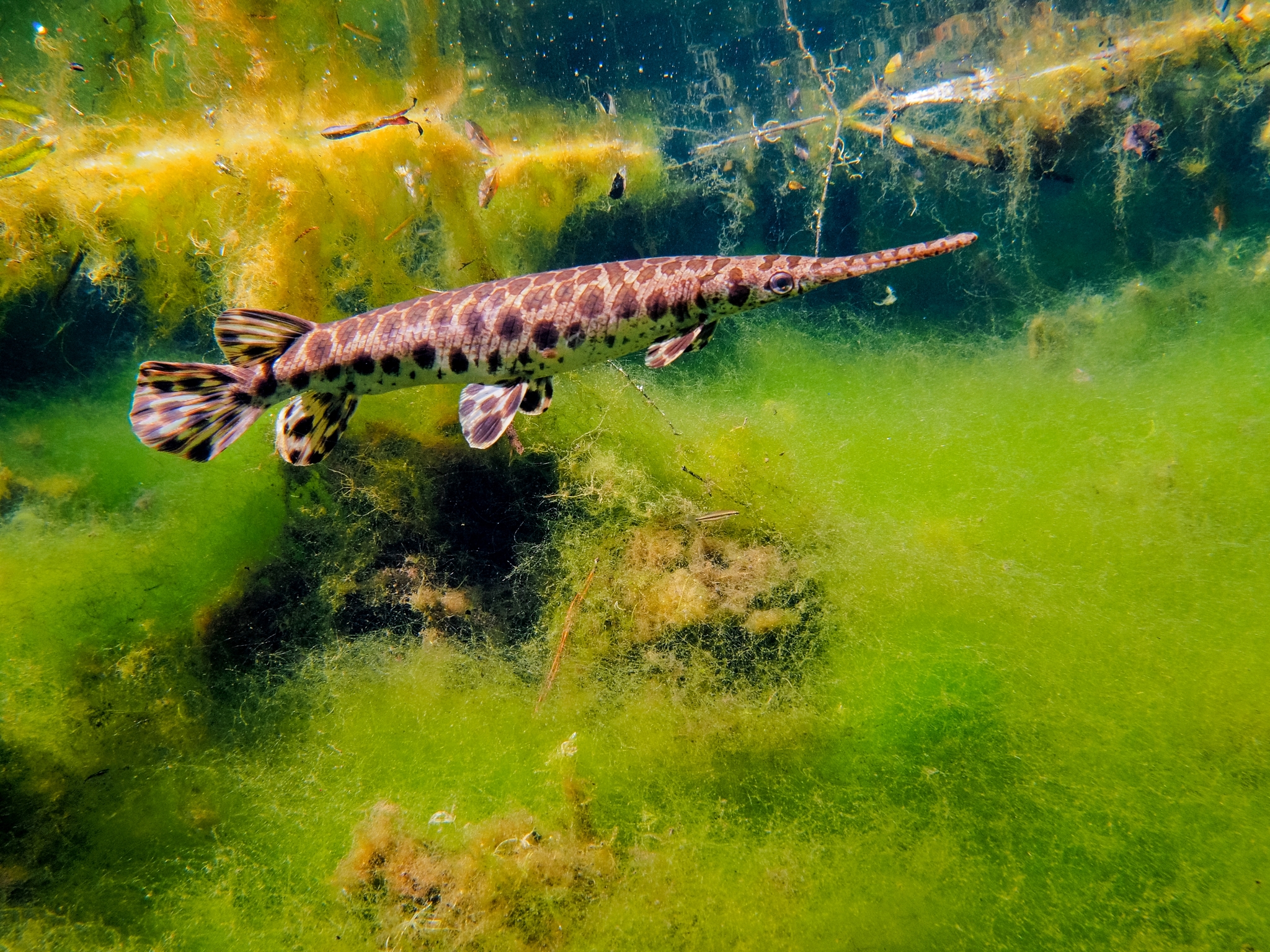 Spotted gar • Lepisosteus oculatus