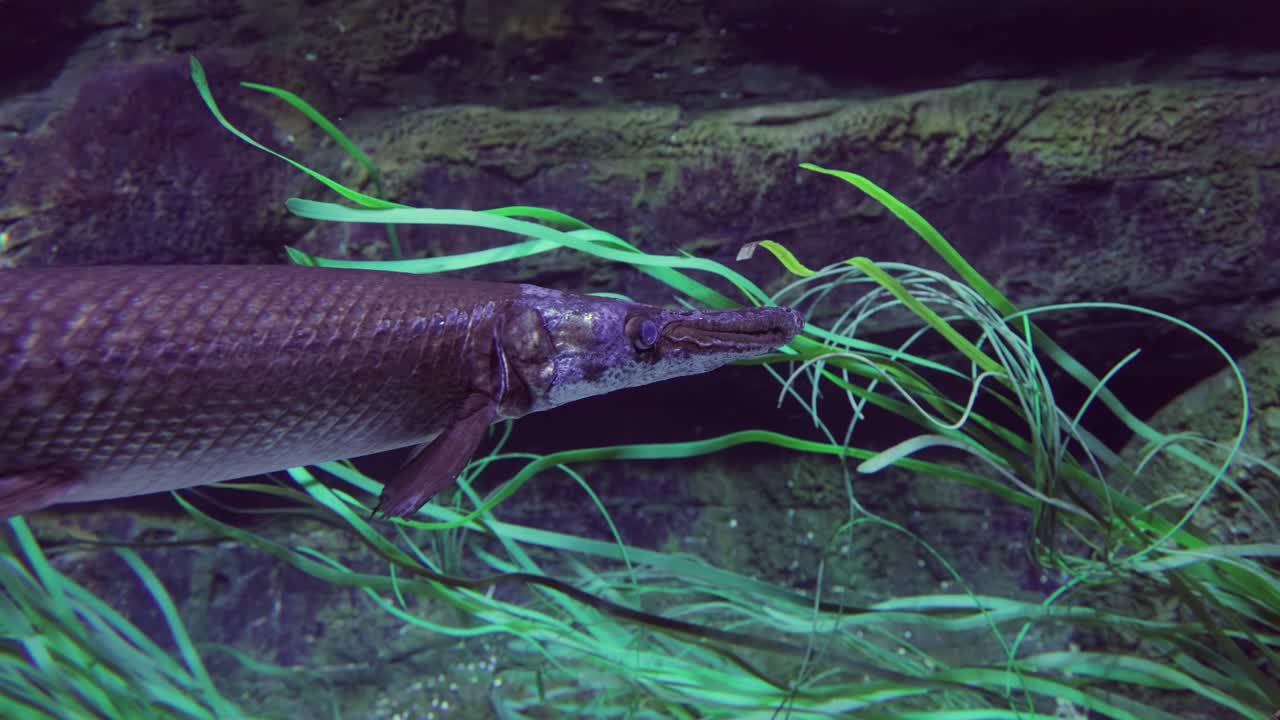 Fish longnose gar lepisosteus osseus