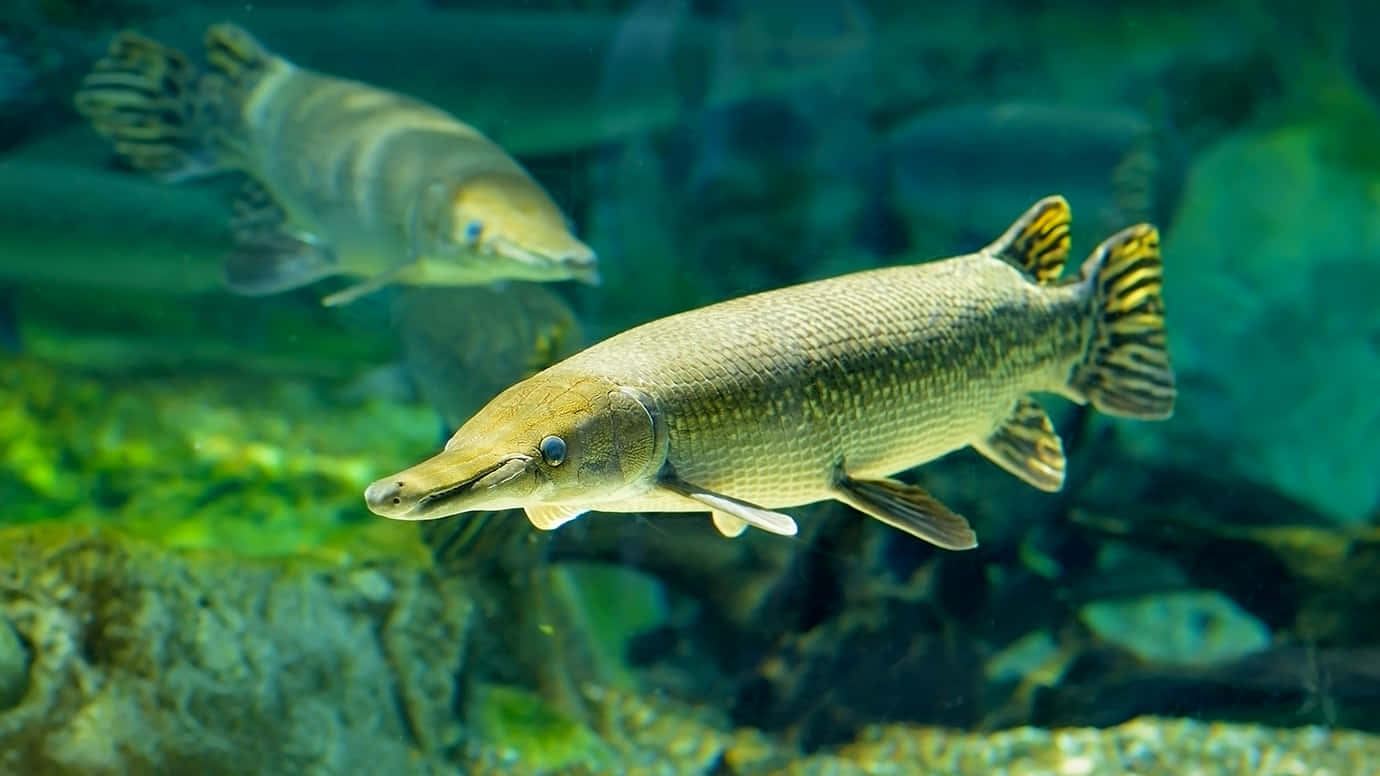 Download A scarlet Gar fish swimming