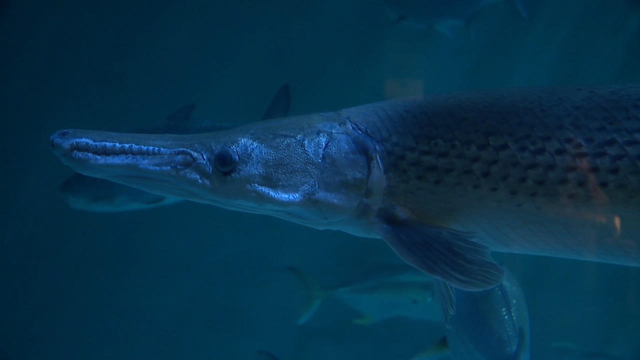 The Beautiful Life of Alligator Gar