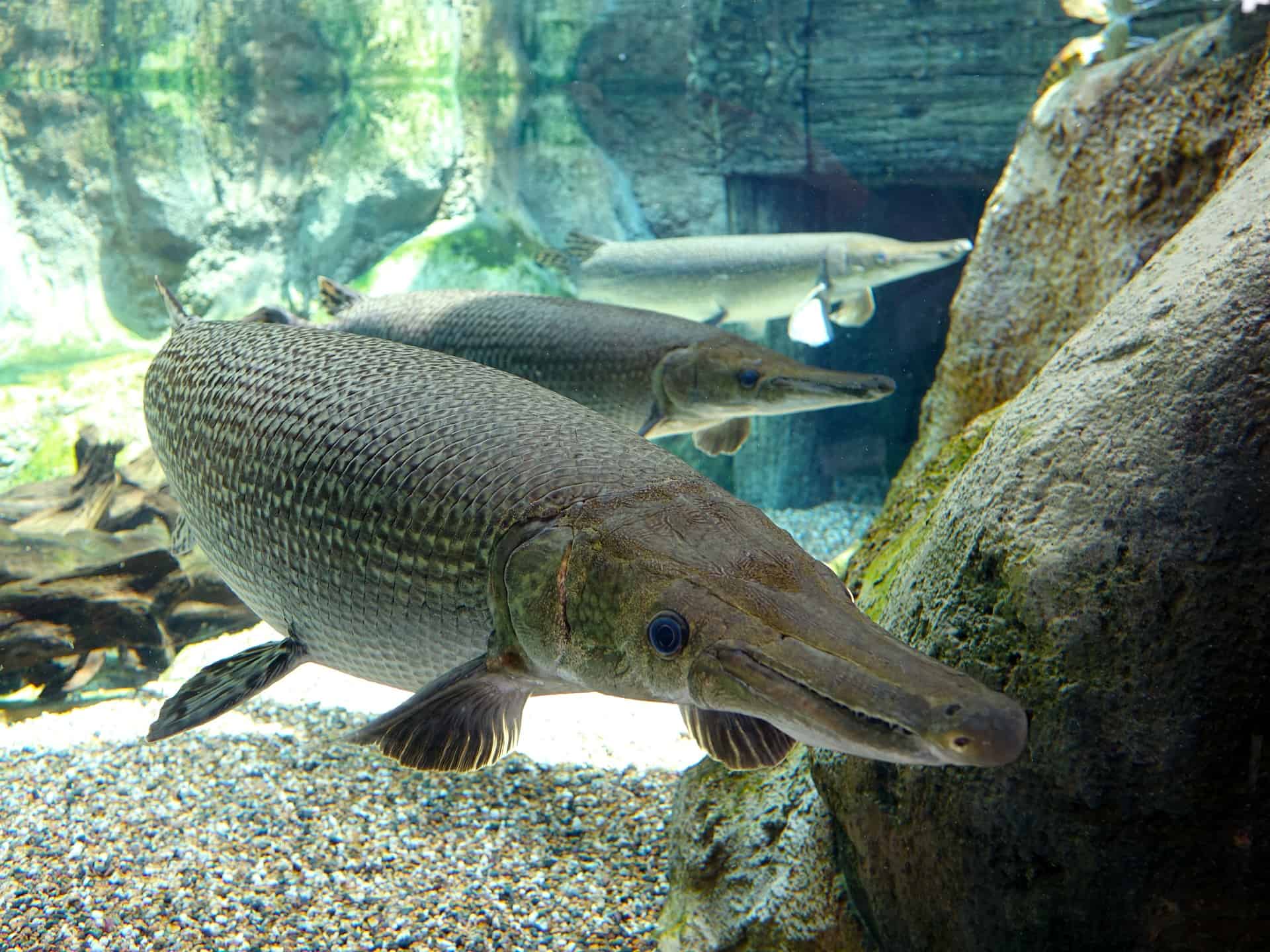 Prehistoric Predators