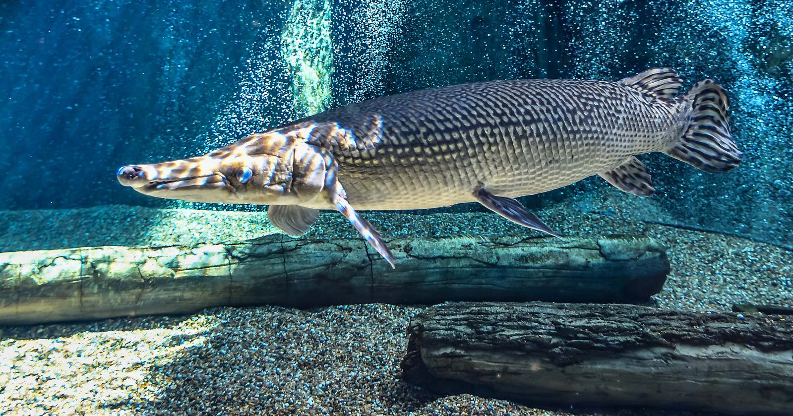 Aligator Gar Fish. Taken at the River