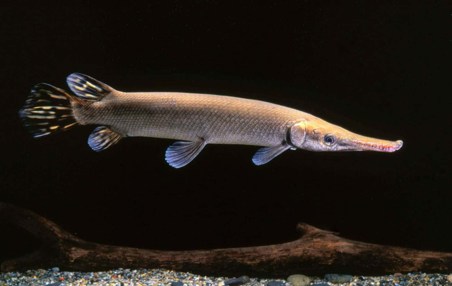 Gar Fish In A Serene Pond