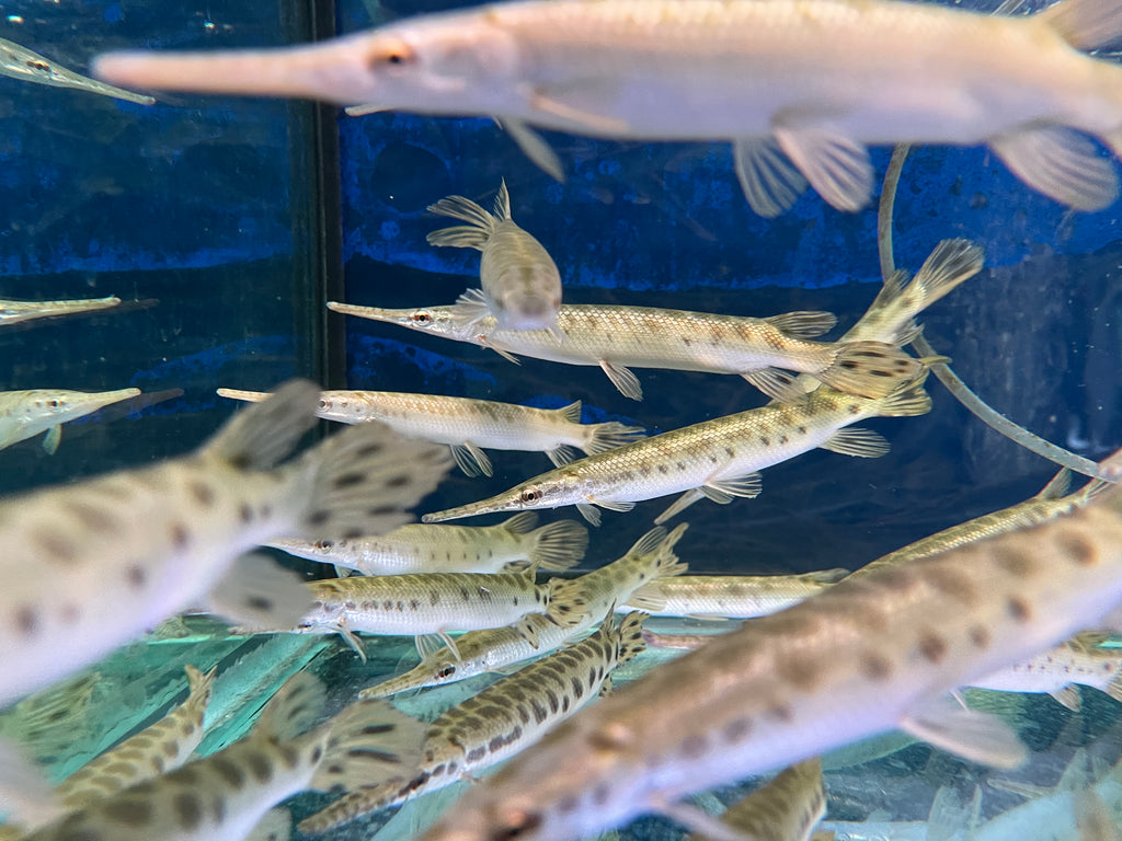 Florida Gar Lepisosteus platyrhincus