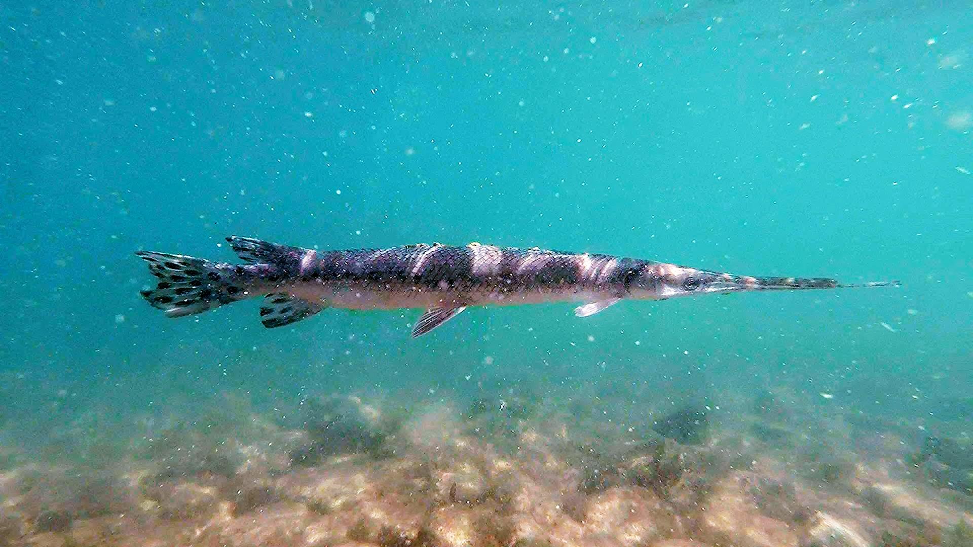 Saw this Gar in Destin Florida. what