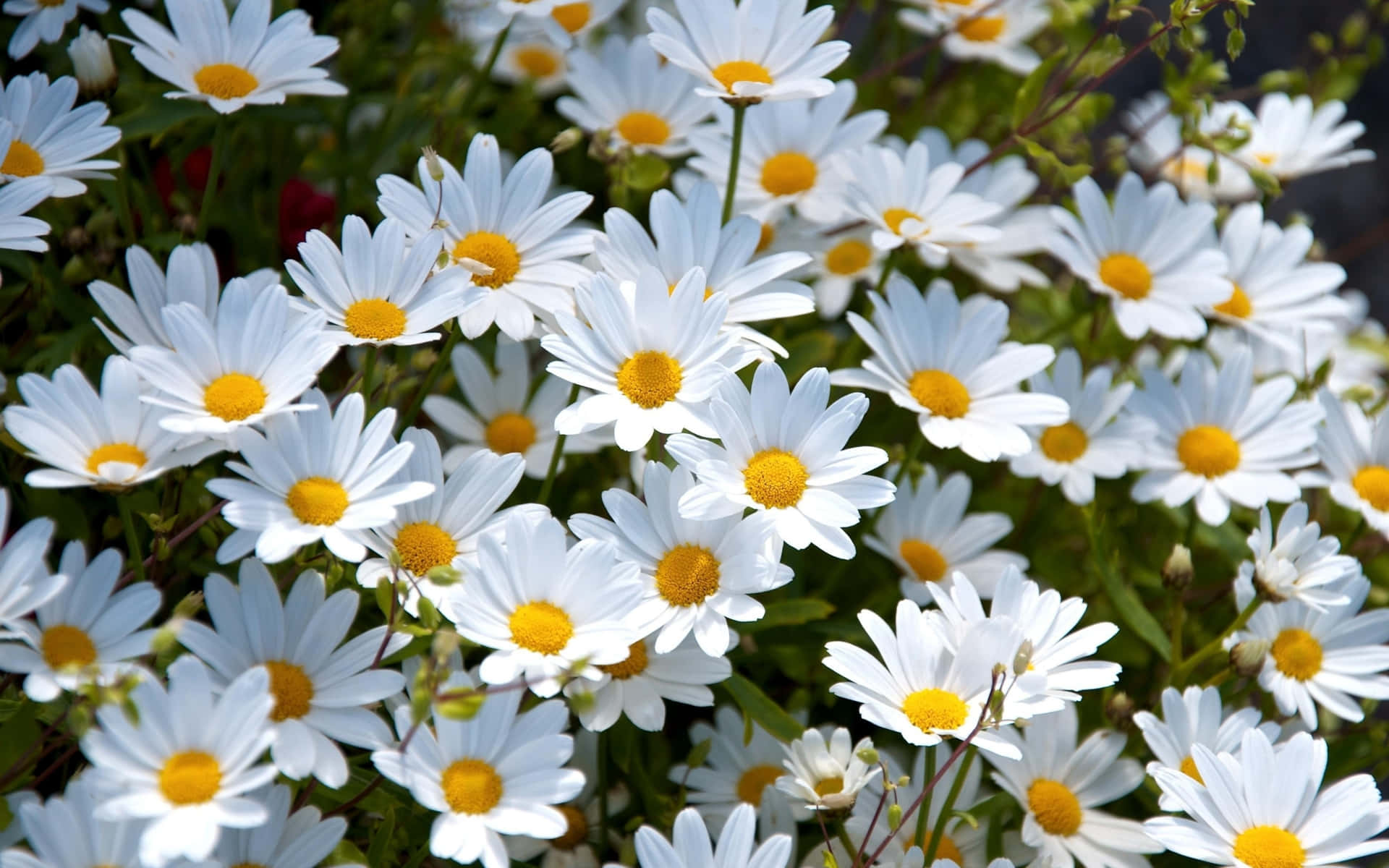 Daisy Background