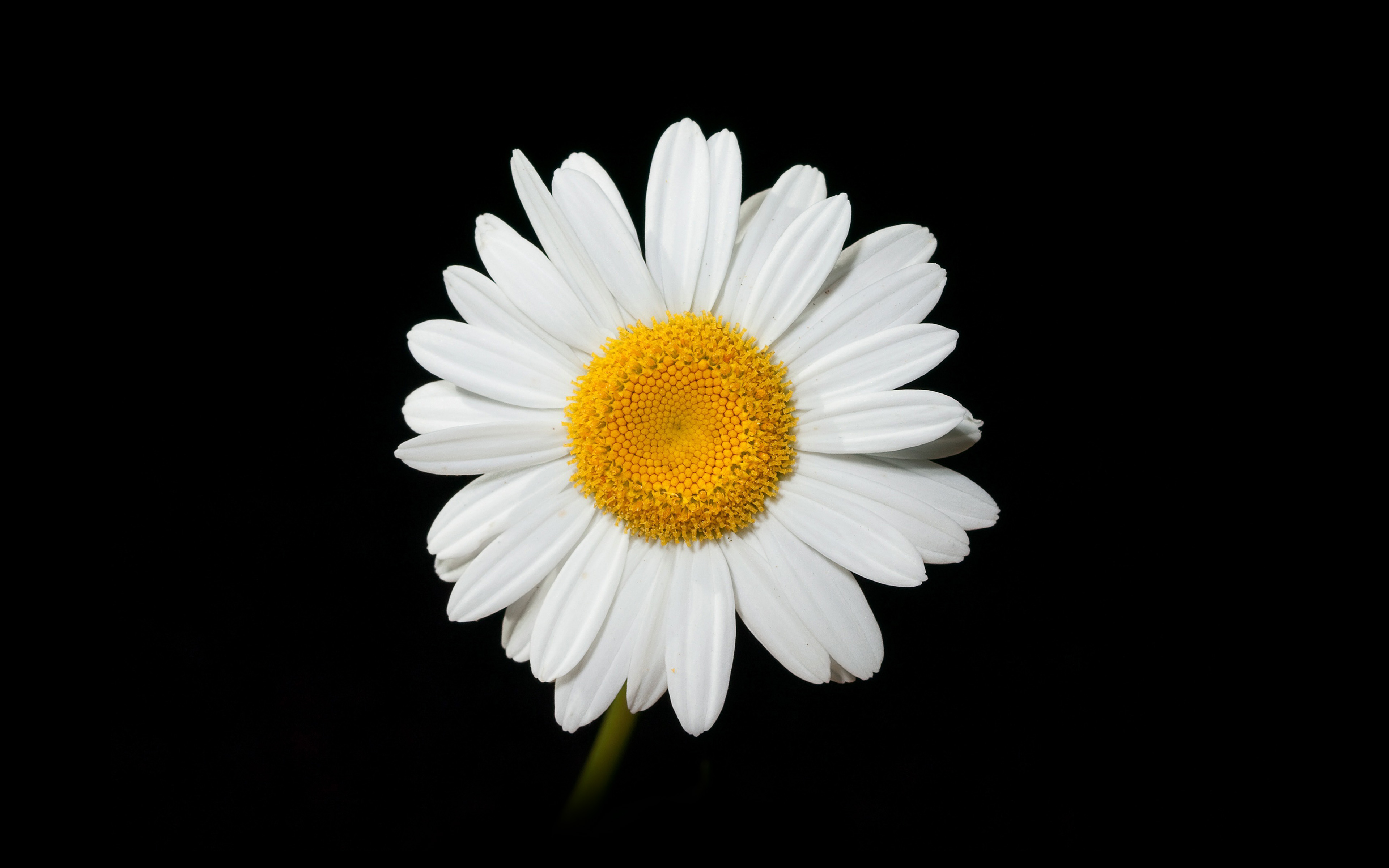 Daisy Flower Dark Nature