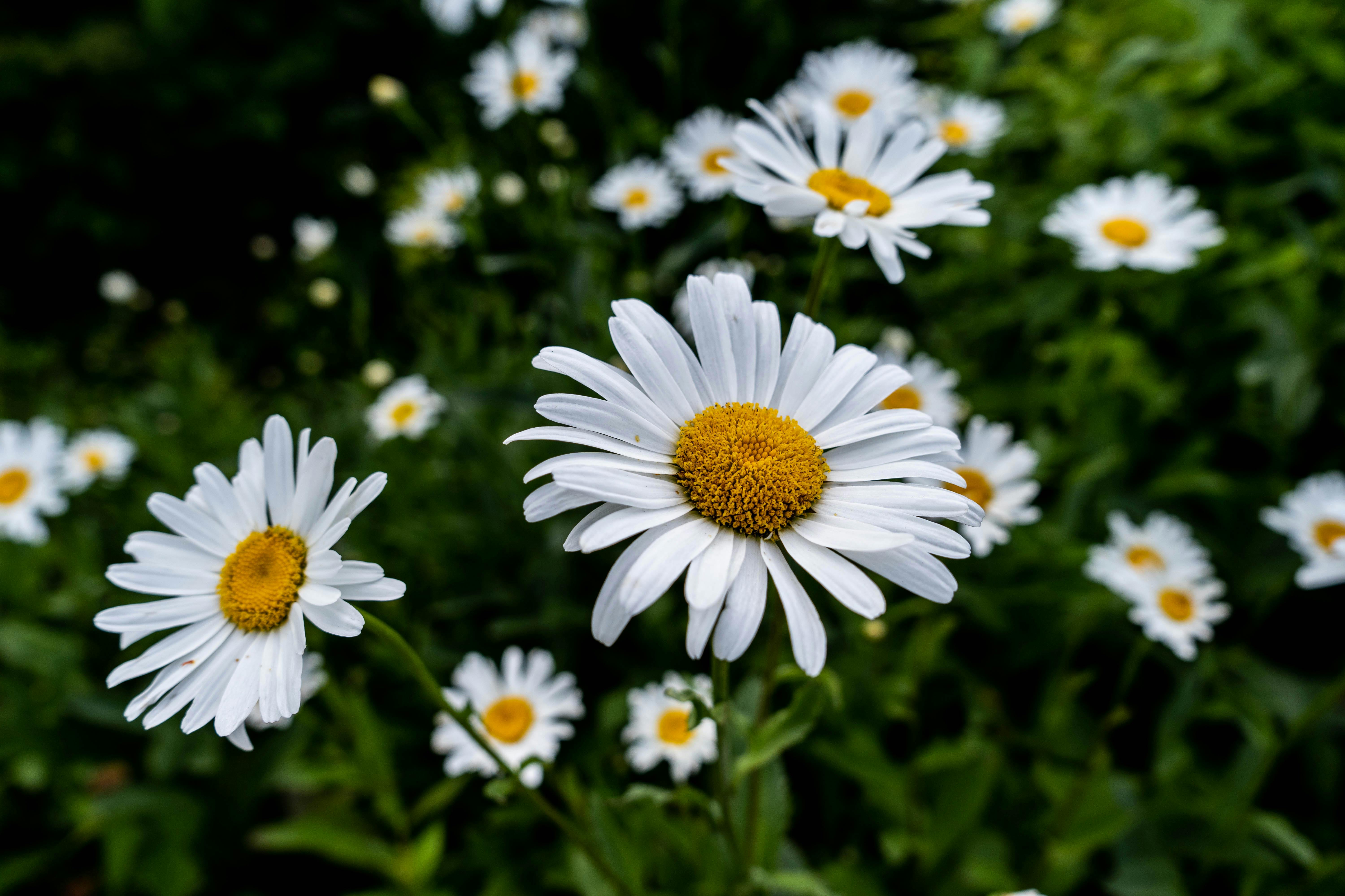 Daisies Photo, Download The BEST Free