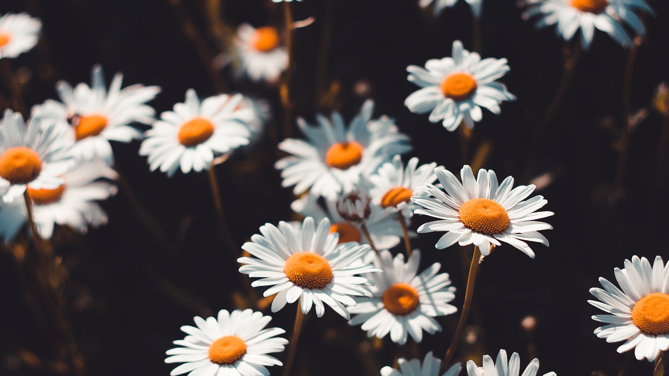 Laptop Daisy Wallpaper Free