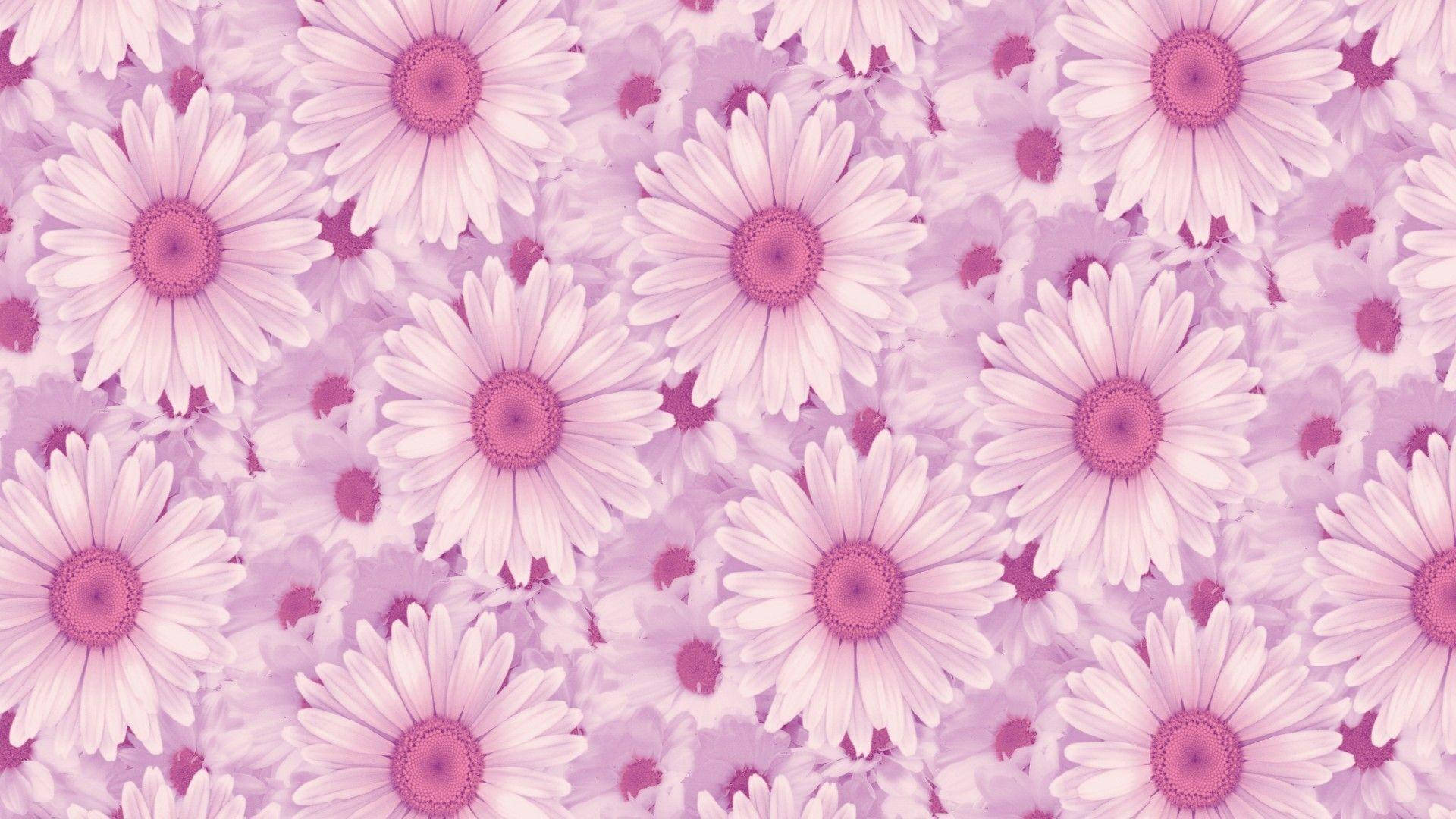 Aesthetic Daisies Laptop Wallpaper
