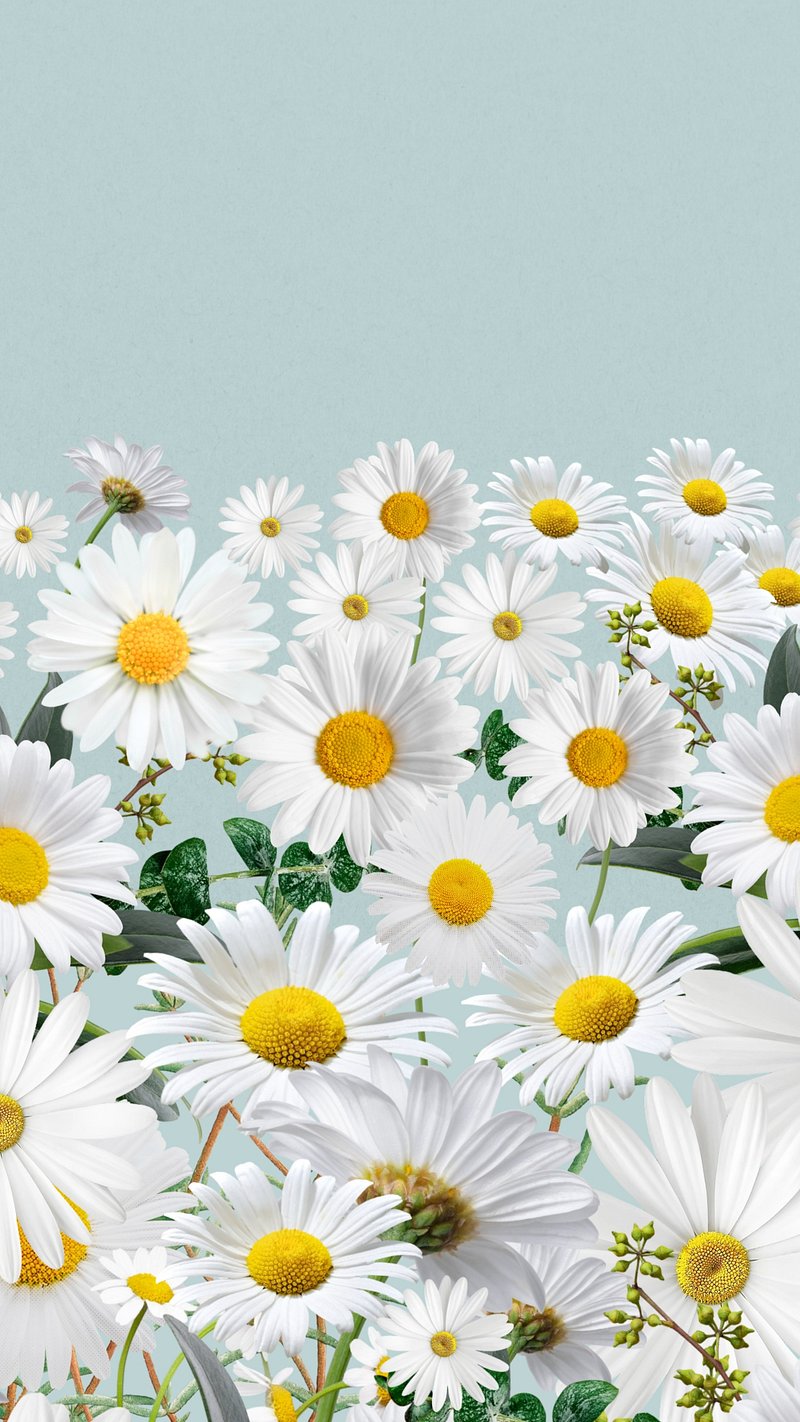 Wallpaper Daisy Phone Image. Free