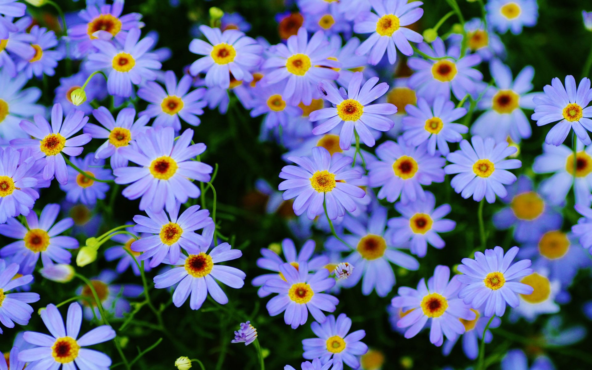Purple Flower Nature Daisy HD Wallpaper