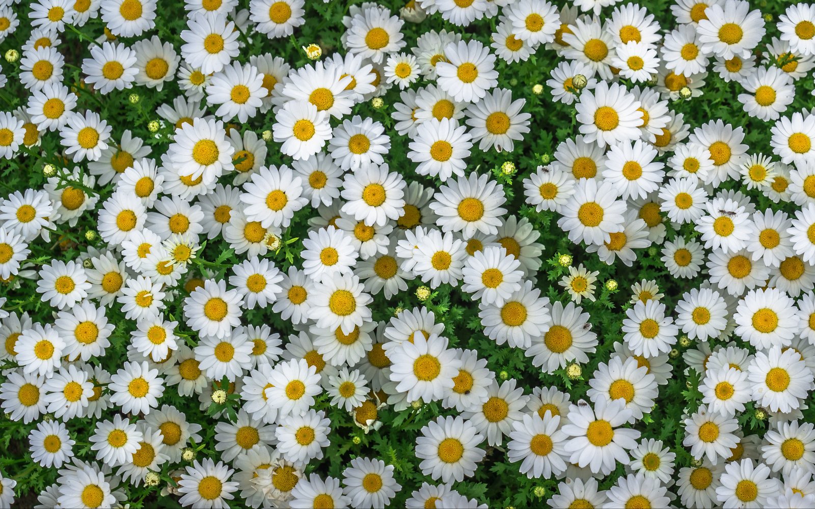 Chamomile Spring Marguerite Daisy