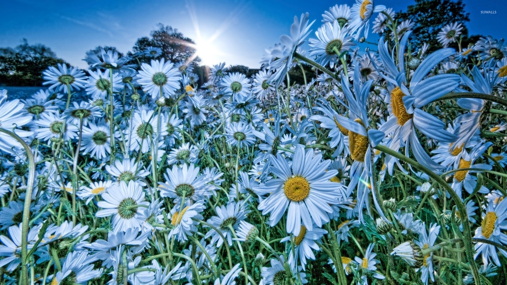 Daisies [15] wallpaper