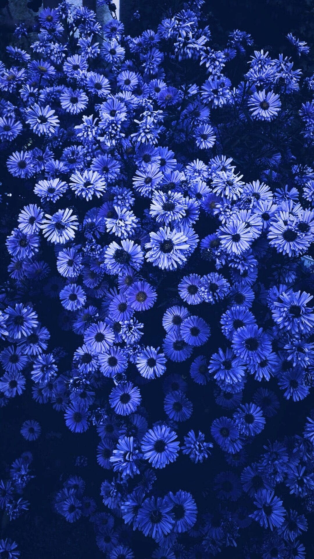 purple flower in nature Wallpaper