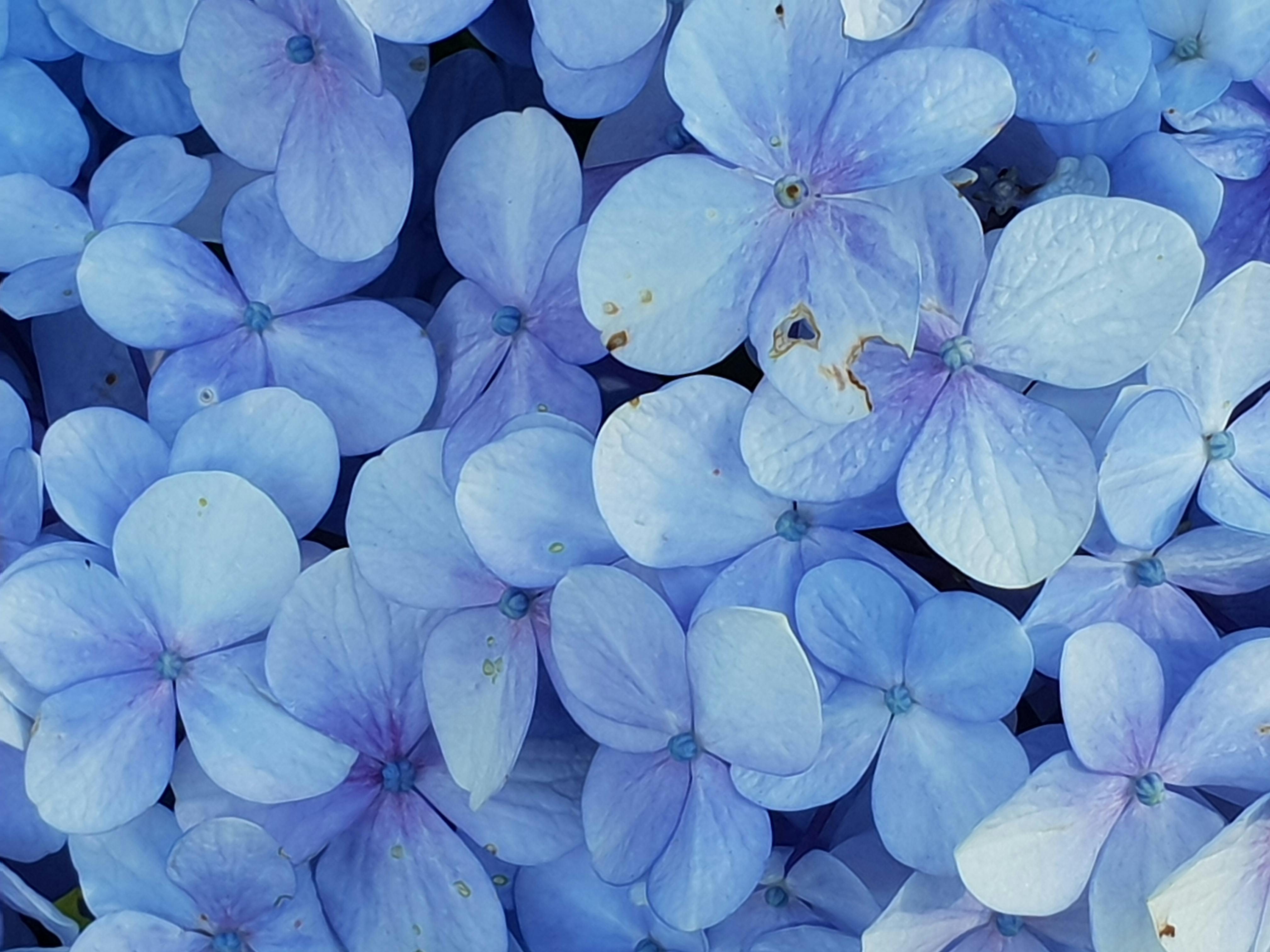 Blue Petaled Flowers · Free
