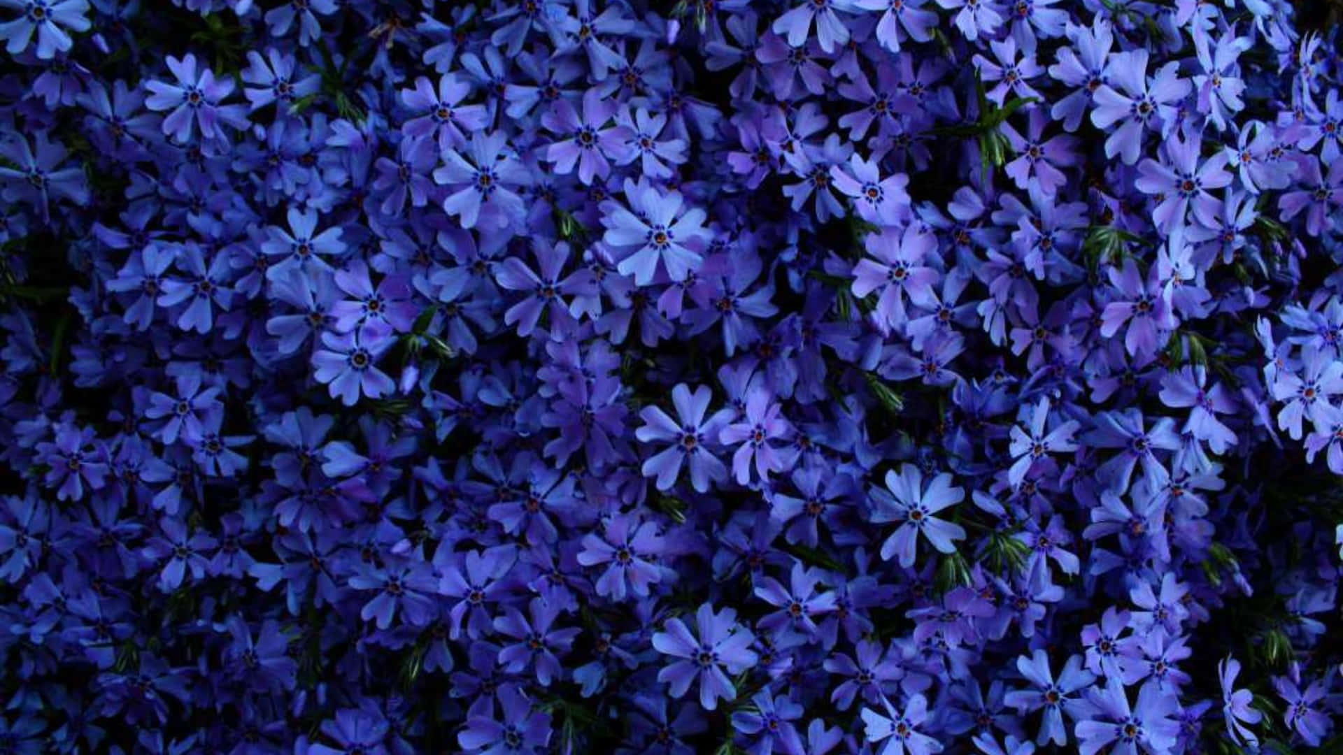 Purple Floral Background. Wallpaper