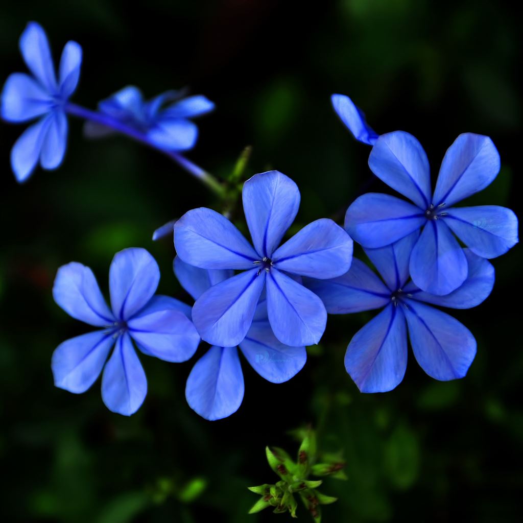 Blue purple flowers iPad Air Wallpaper