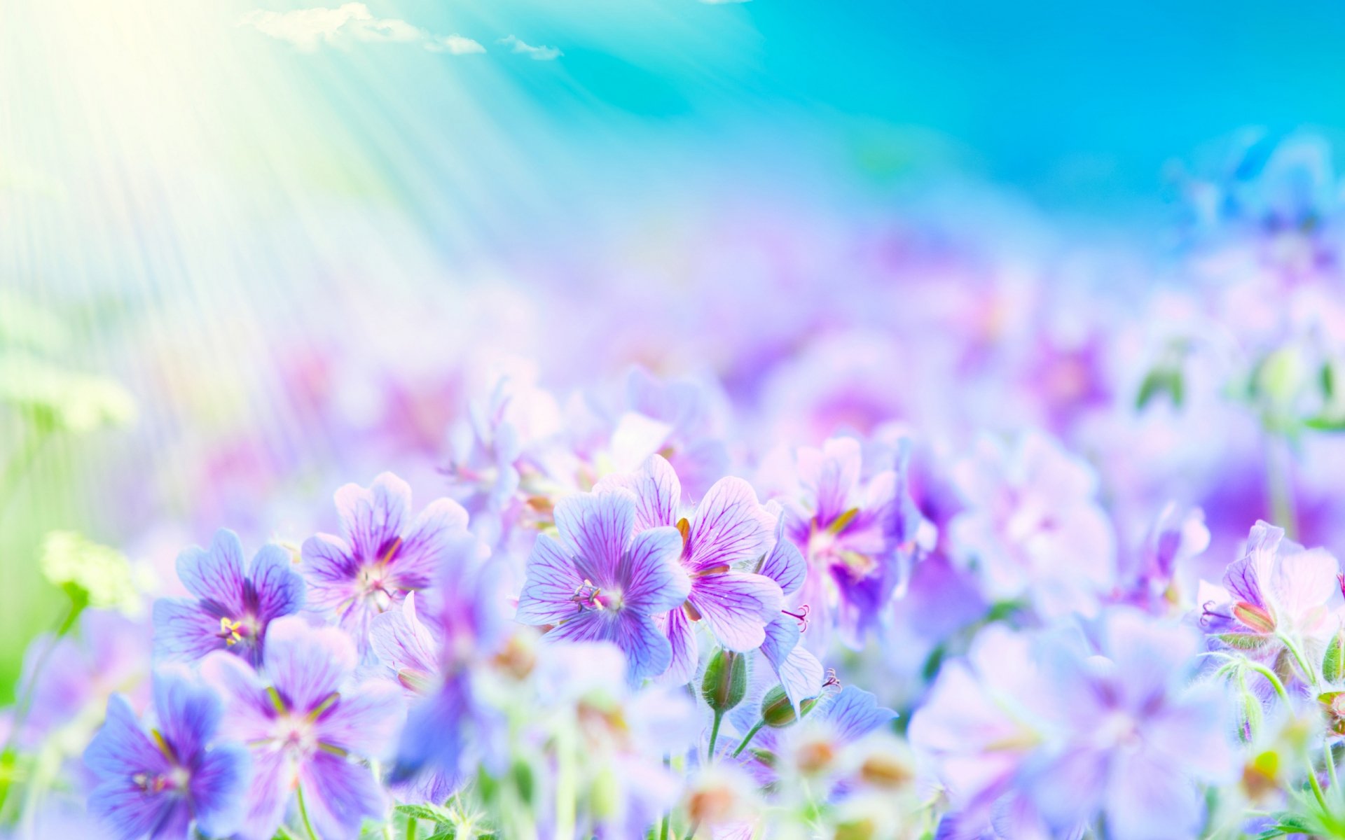 Radiant Blossoms: HD Wallpaper
